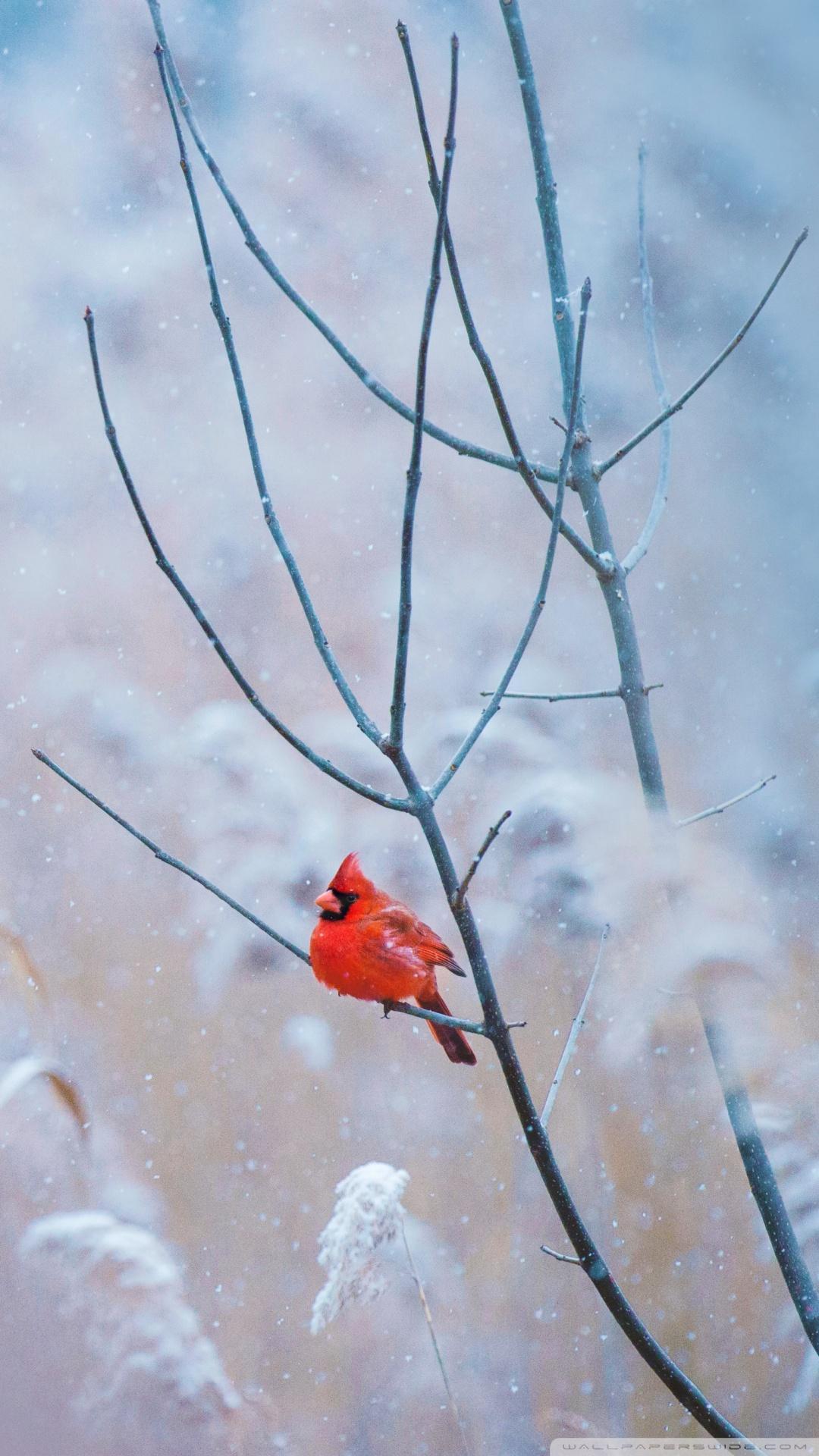 Winter Cardinal Wallpapers - Top Free Winter Cardinal Backgrounds ...