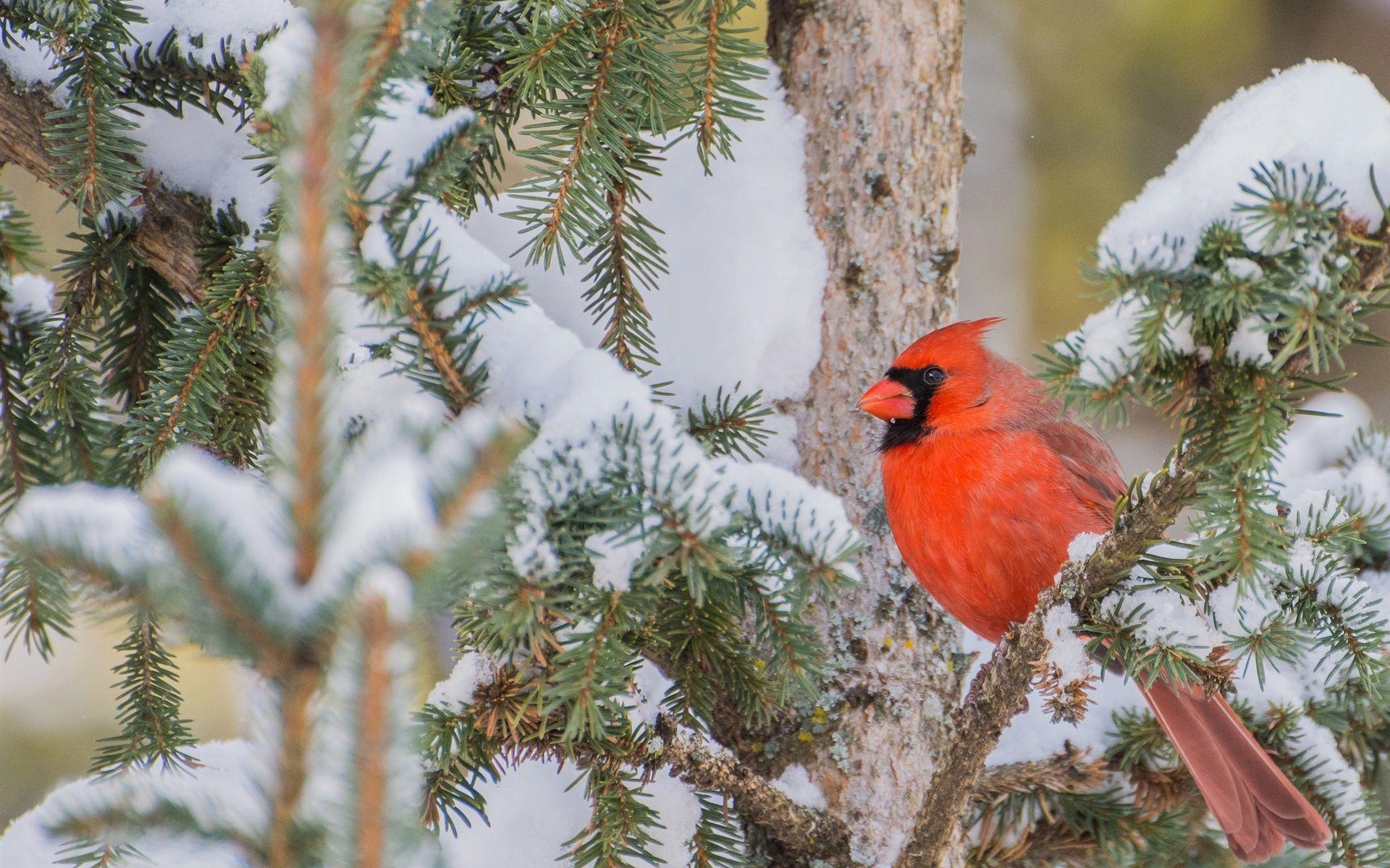 1920x1200 Wallpaper Red cardinal bird, branches, tree, snow, winter