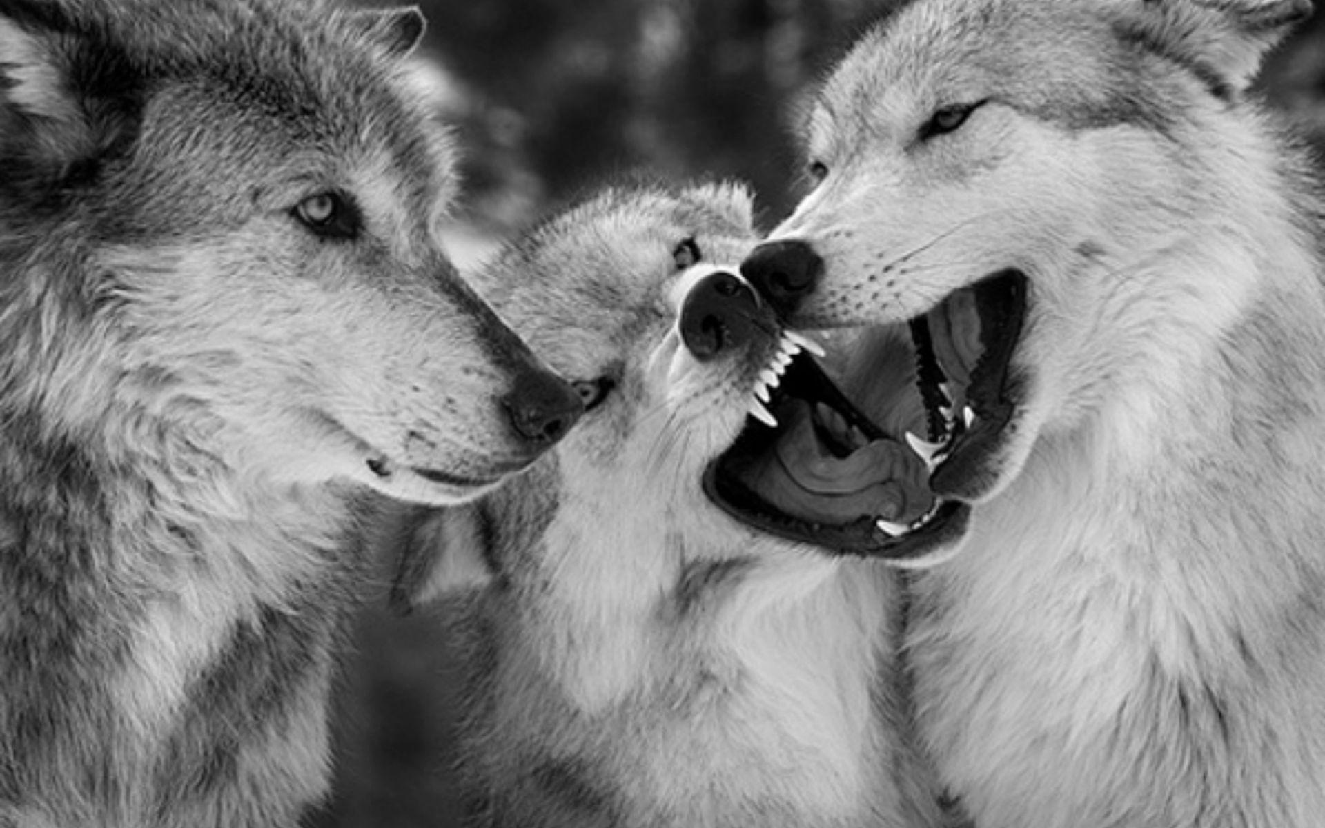 1920x1200 Attractive Wolf Wallpaper Need Fun