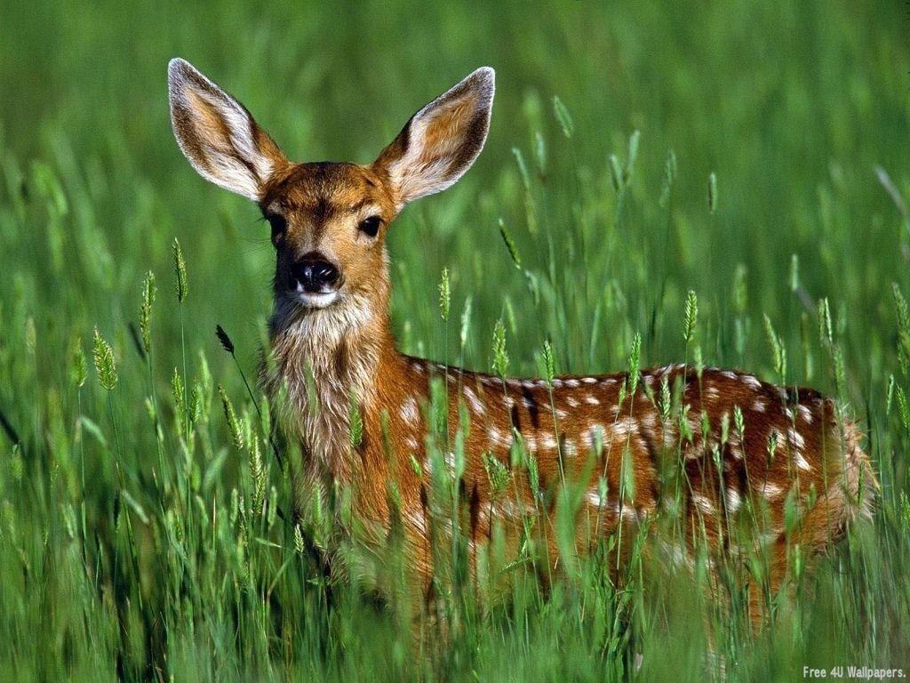 1024x768 Fawn Animals Wallpaper
