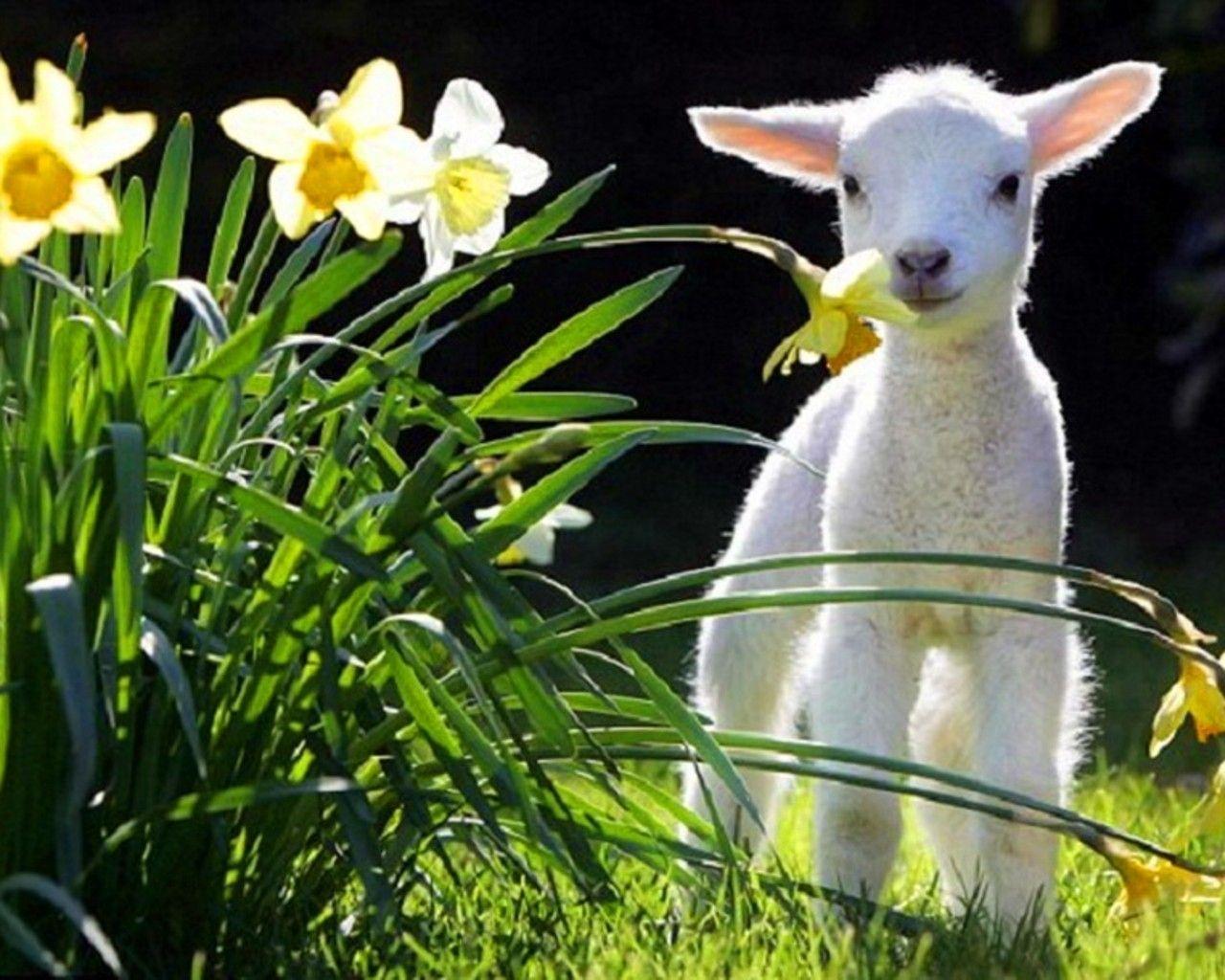 1280x1024 Free Spring Animal Wallpaper