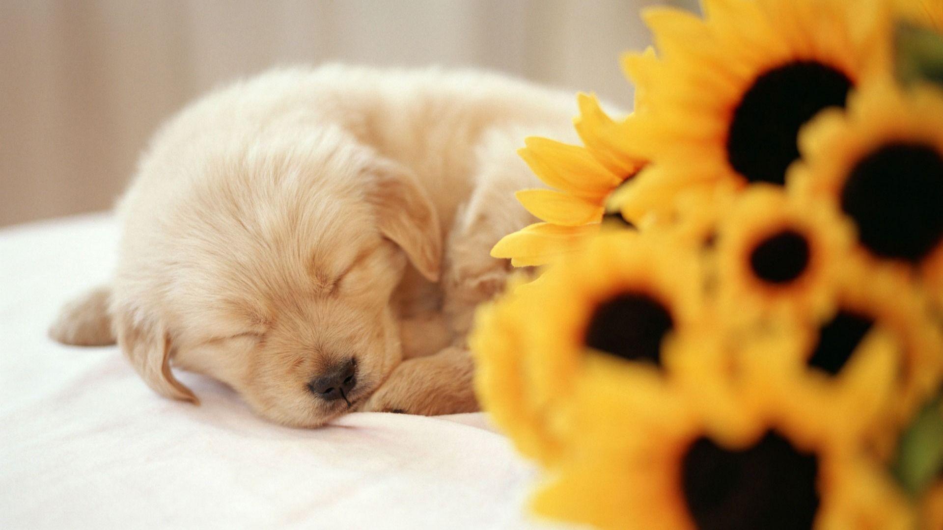 1920x1080 Sleeping Puppy Wallpaper Dogs Animals Wallpaper For Computer Puppies Wallpaper & Background Download