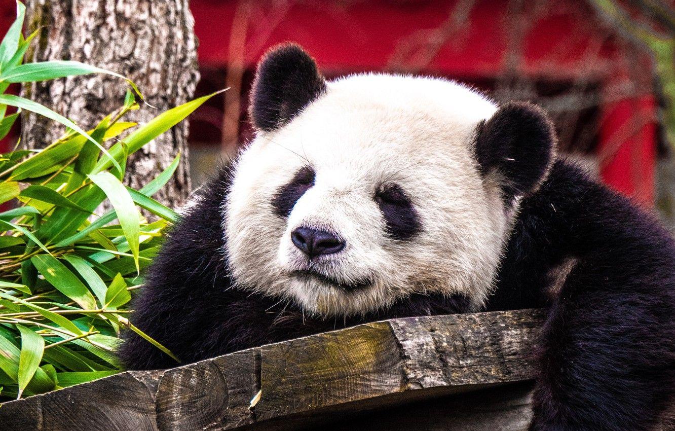 4K Panda Wallpapers - Top Free 4K Panda Backgrounds - WallpaperAccess