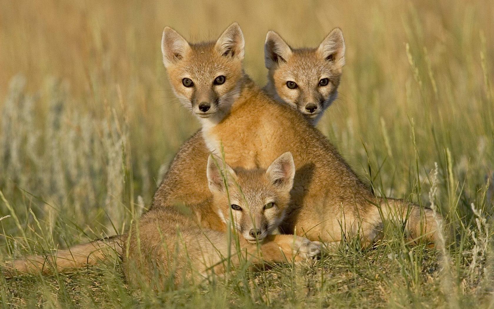 1680x1050 Animal Anime Baby Foxes Widescreen 257052 Wallpaper wallpaper
