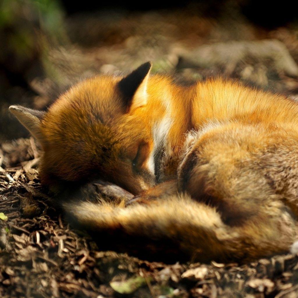 1024x1024 Sleeping Red Fox Animal iPad Wallpaper Free Download