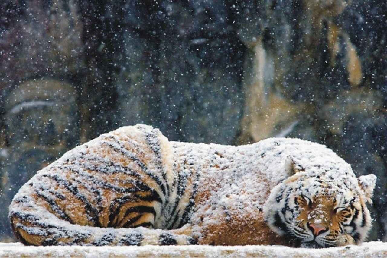 1280x856 winter season snow animals tigers wildlife sleeping 1280x856