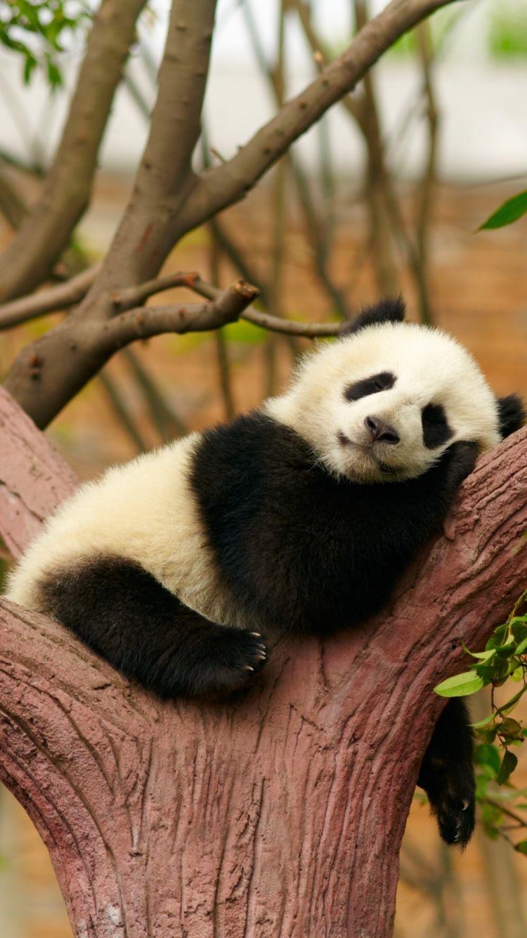 750x1334 Animal Panda (750x1334) Wallpaper