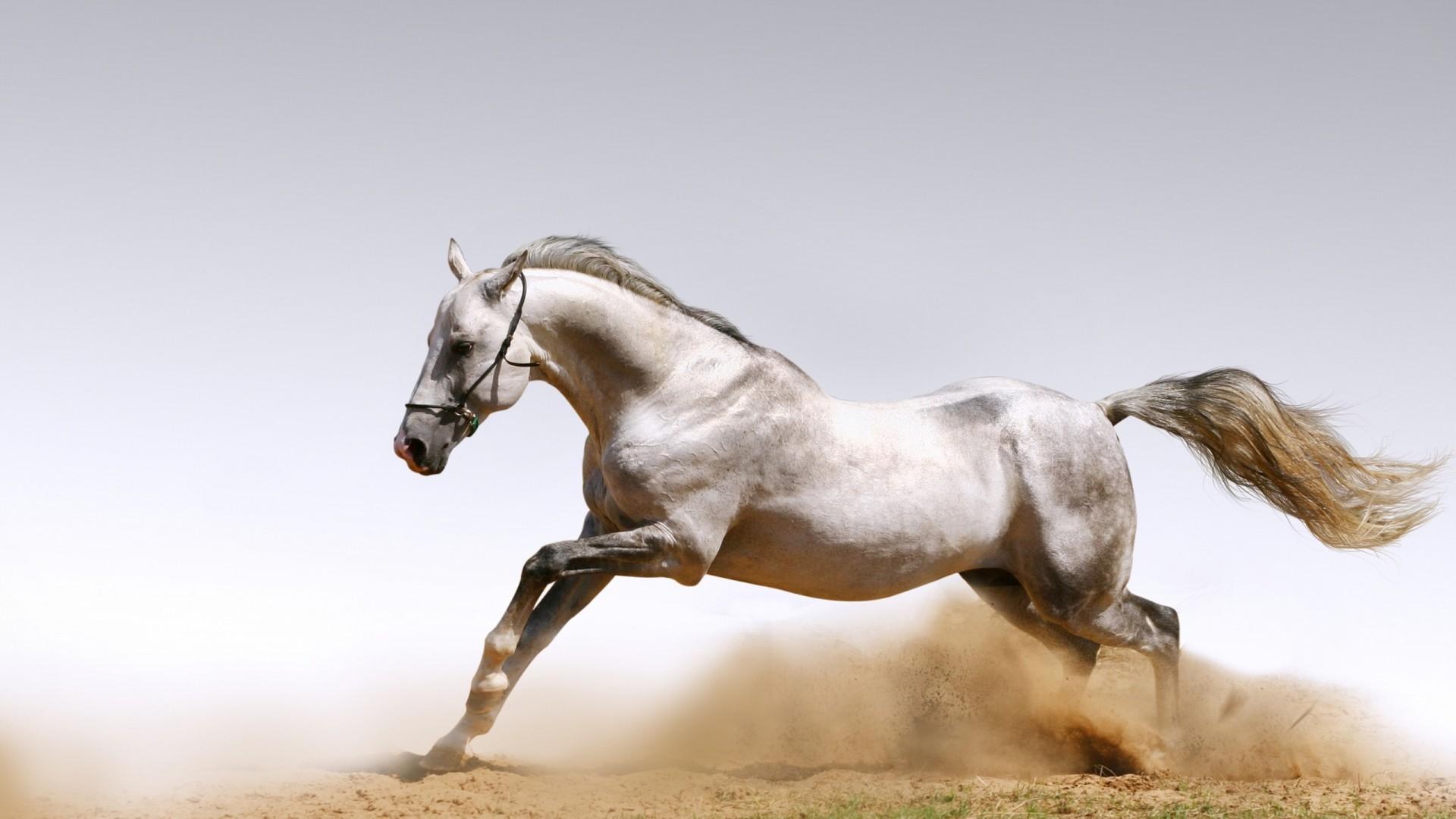 1920x1080 Horse Dancing. HD Wallpaper Download