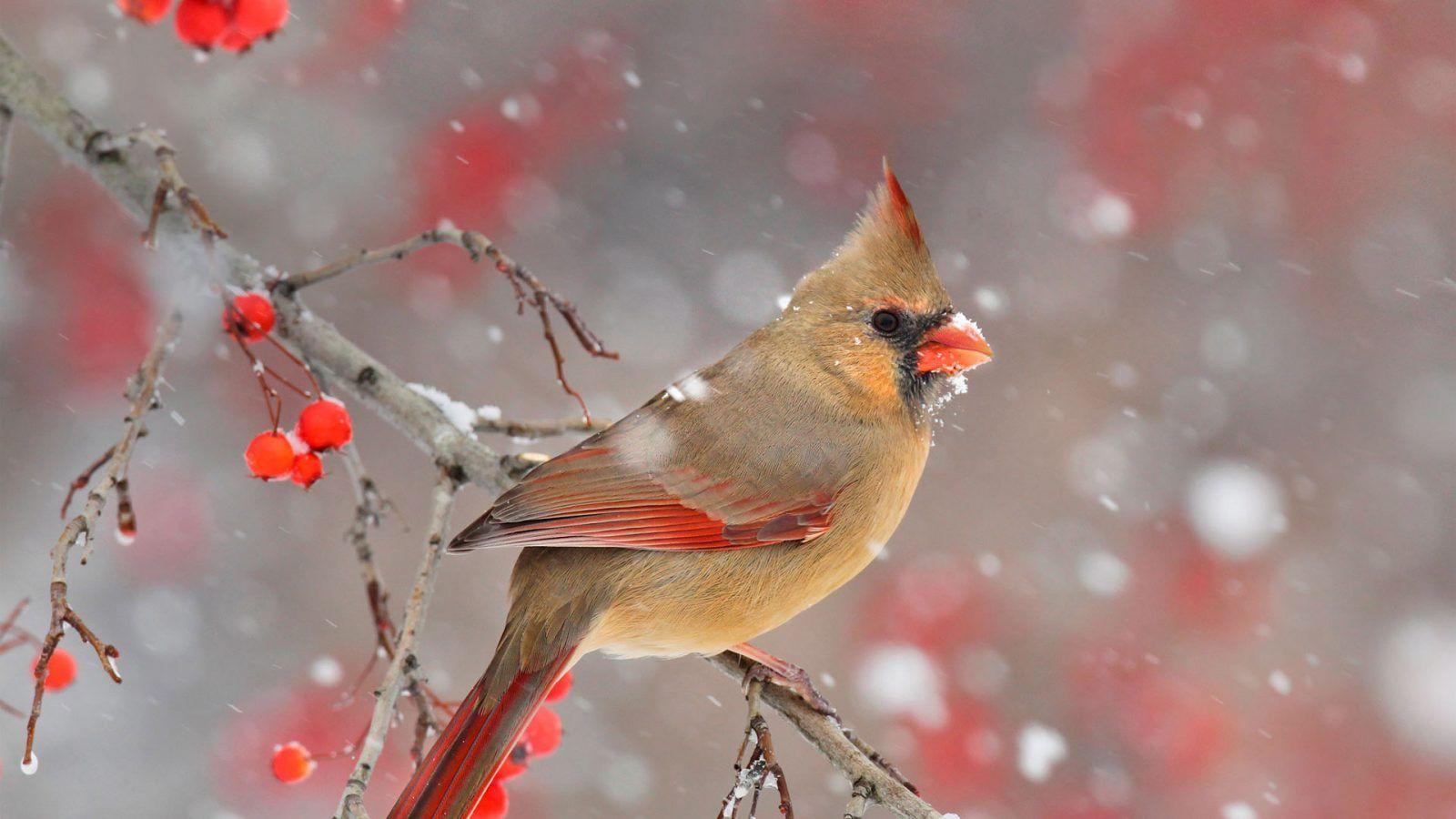 1600x900 Cardinal Berries