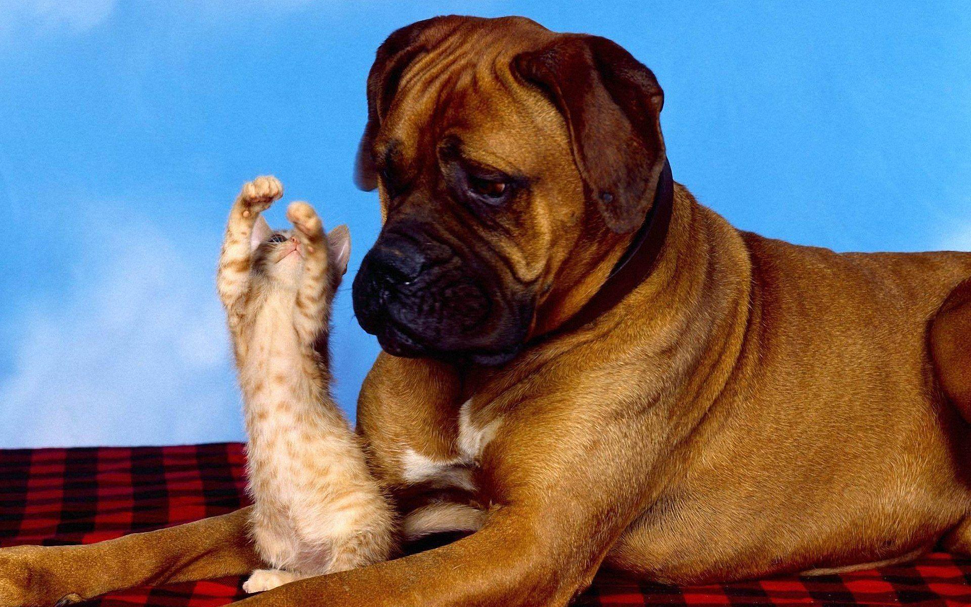 1920x1200 Funny Animals Dancing 12 Desktop Wallpaper