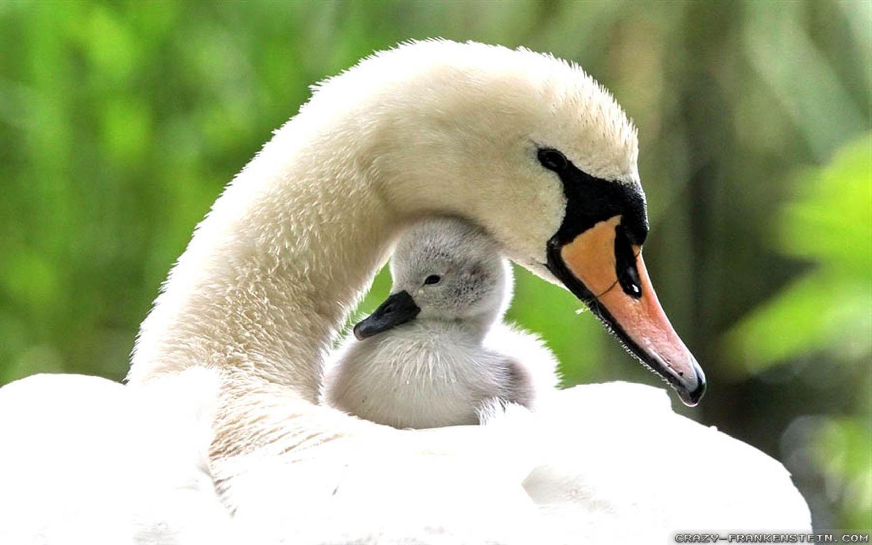 1728x1080 Spring Baby Animals Desktop Wallpaper