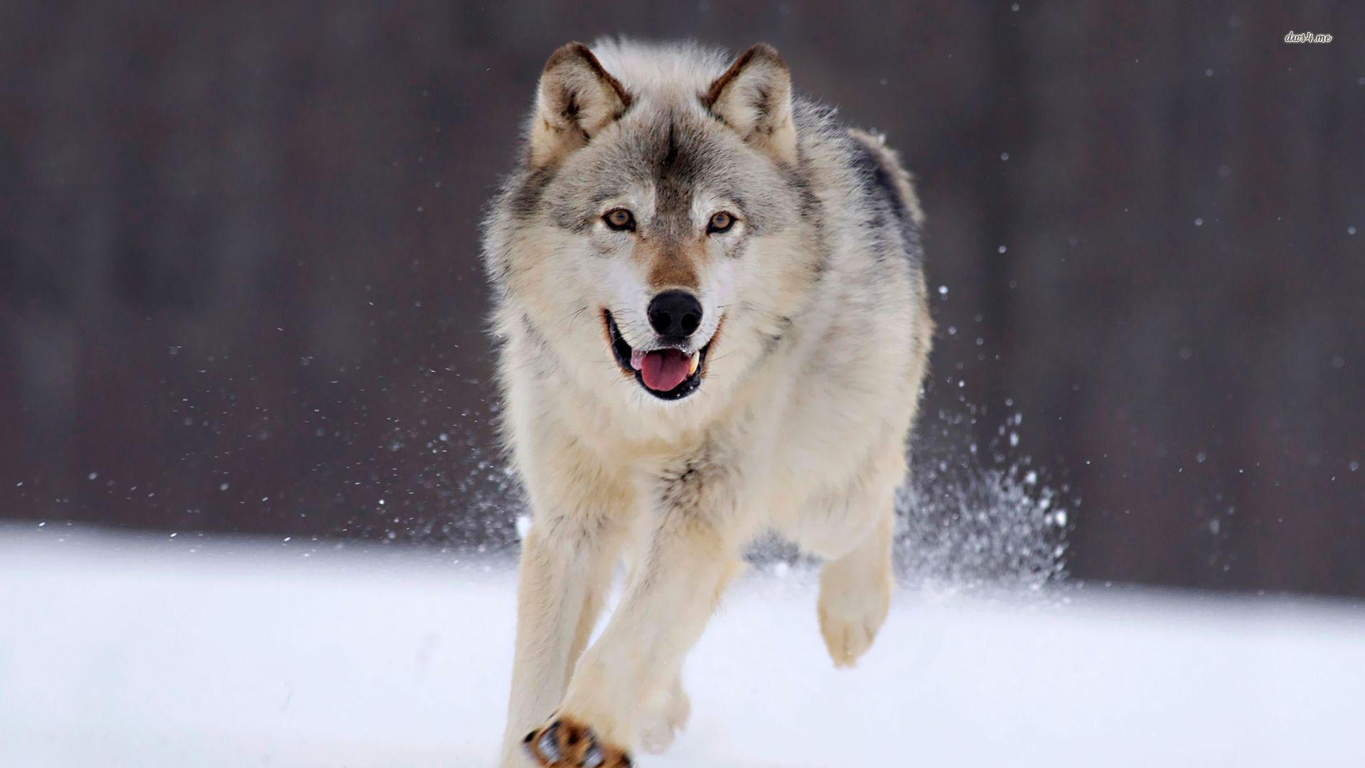 1920x1080 Wolf wallpaperx1080