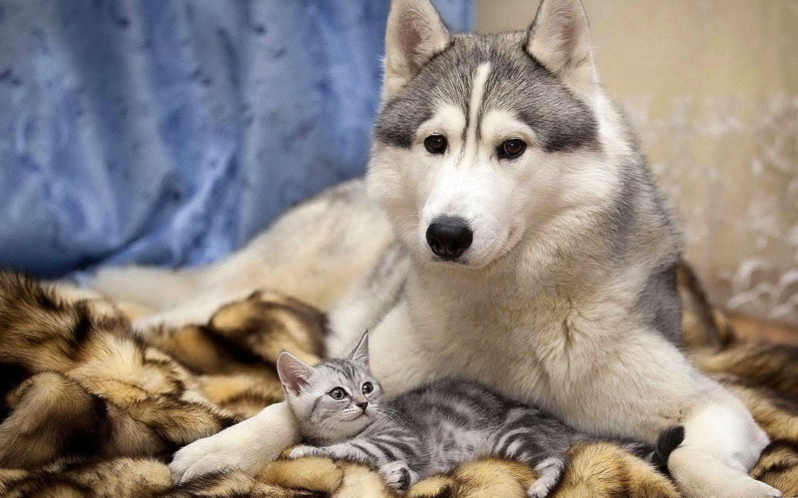 1569x980 Amazing Wolf Wallpaper For Computer #Amazing #Wolf #Wallpaper