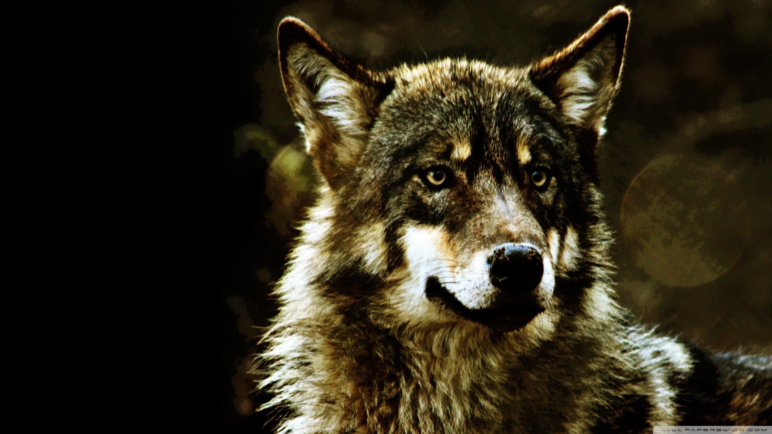 2560x1440 Wolf wallpaper 2560x1440 desktop background