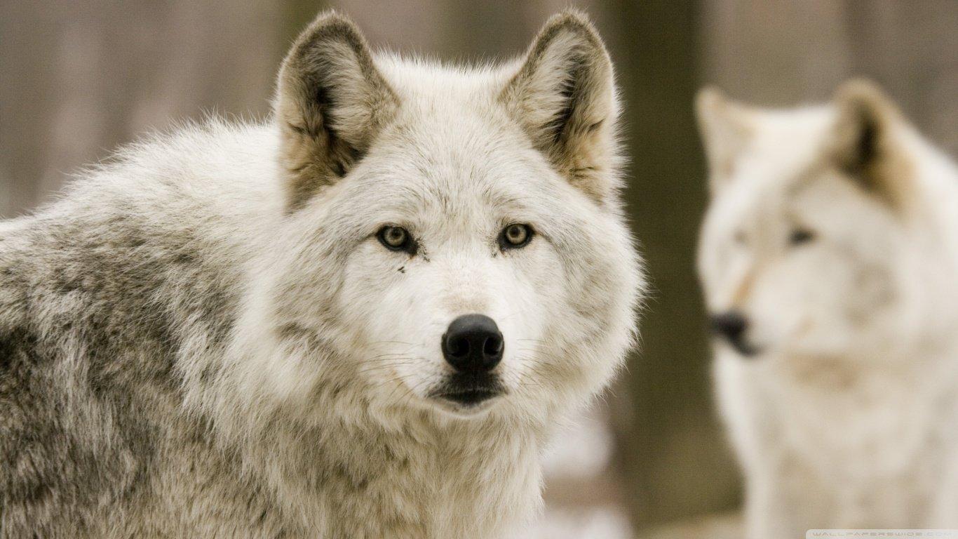 1366x768 Wolf wallpaper 1366x768 (laptop) desktop background