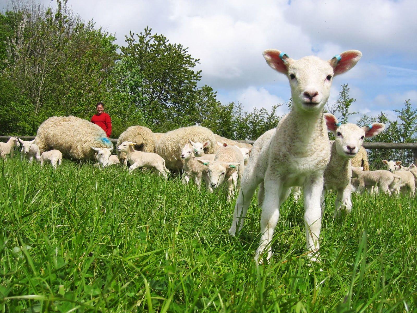 1600x1200 Free download Spring Animal Wallpaper Spring baby animals