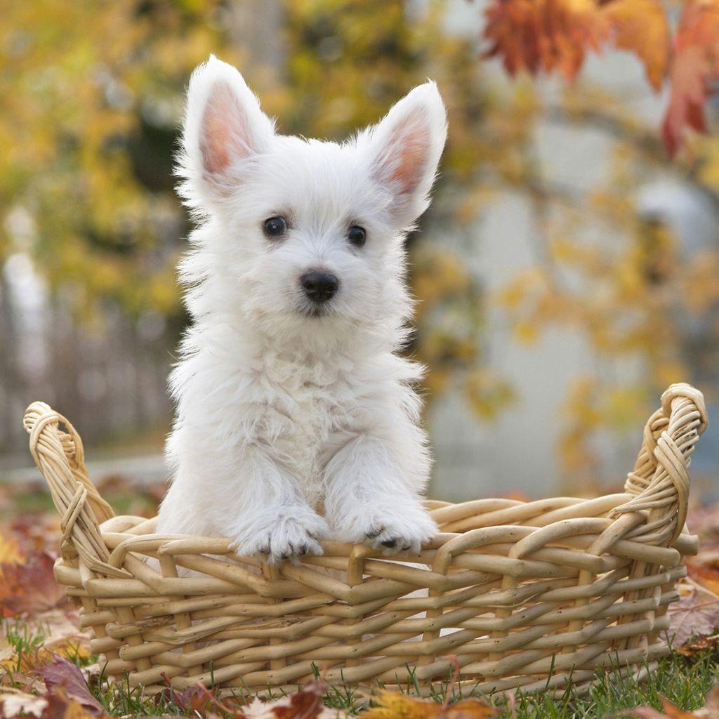 1024x1024 The Best Animal iPad Wallpaper. Free iPad Retina HD Wallpaper