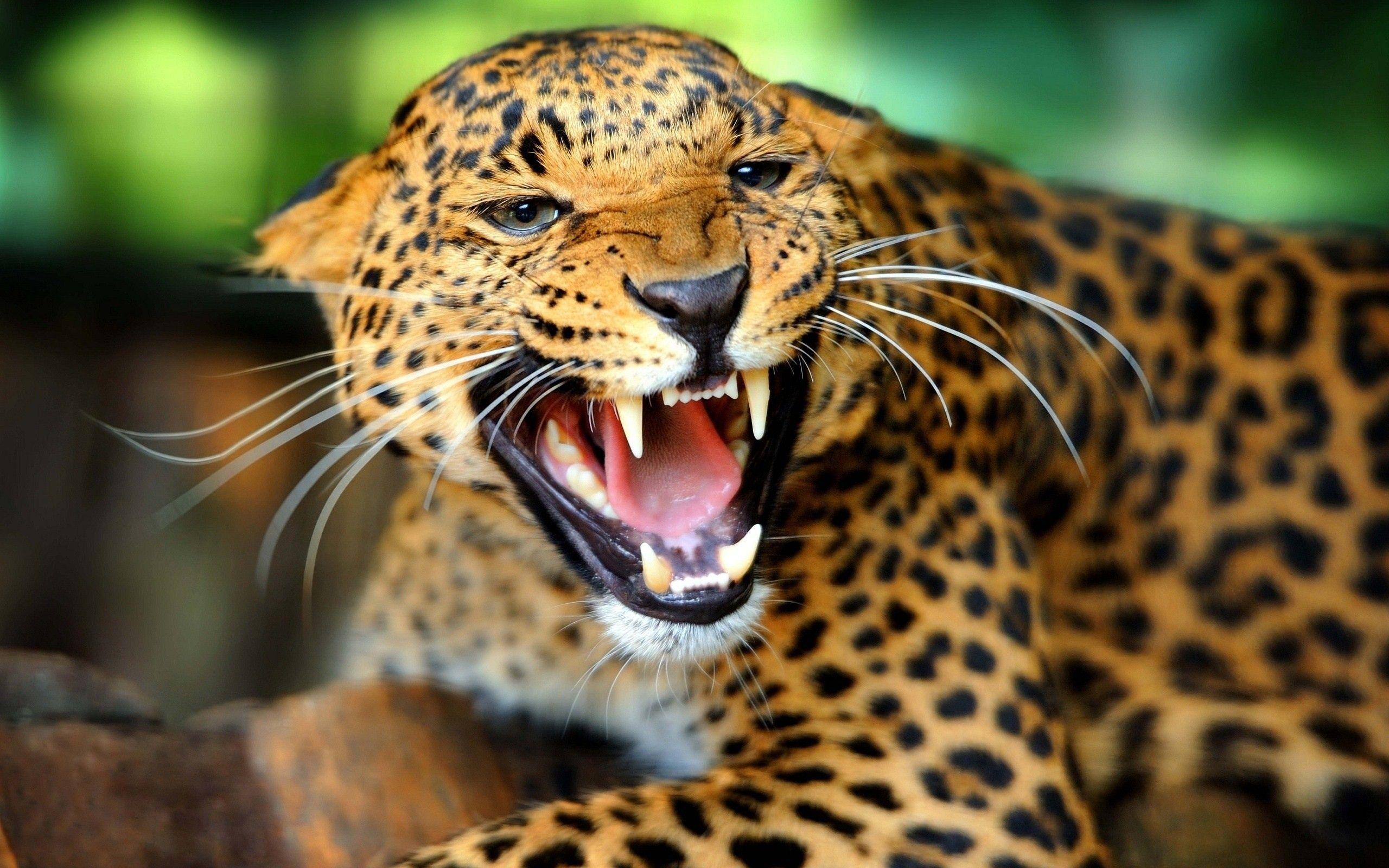 2560x1600 Cool Animal Wallpaper