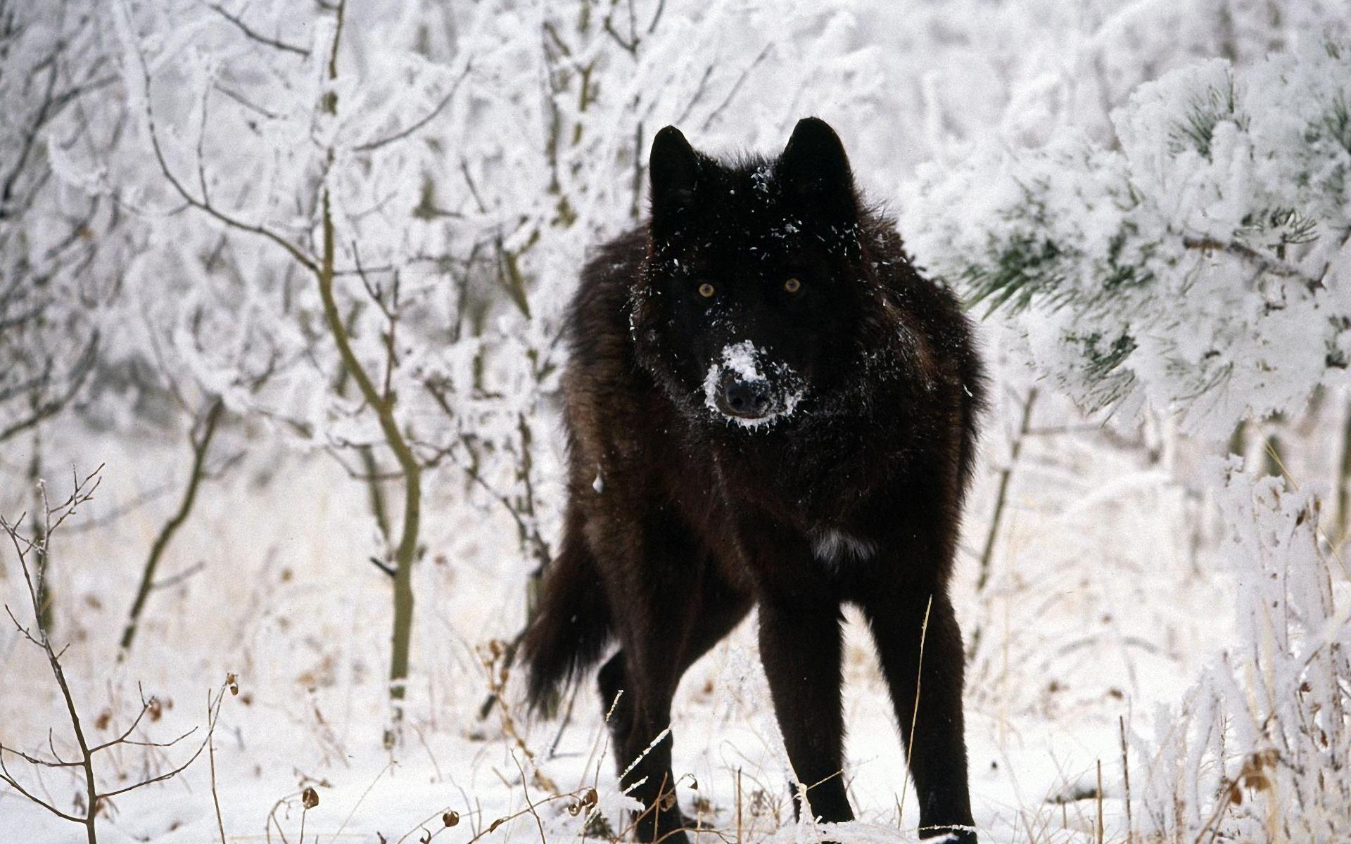 1920x1200 Black Wolf Wallpaper