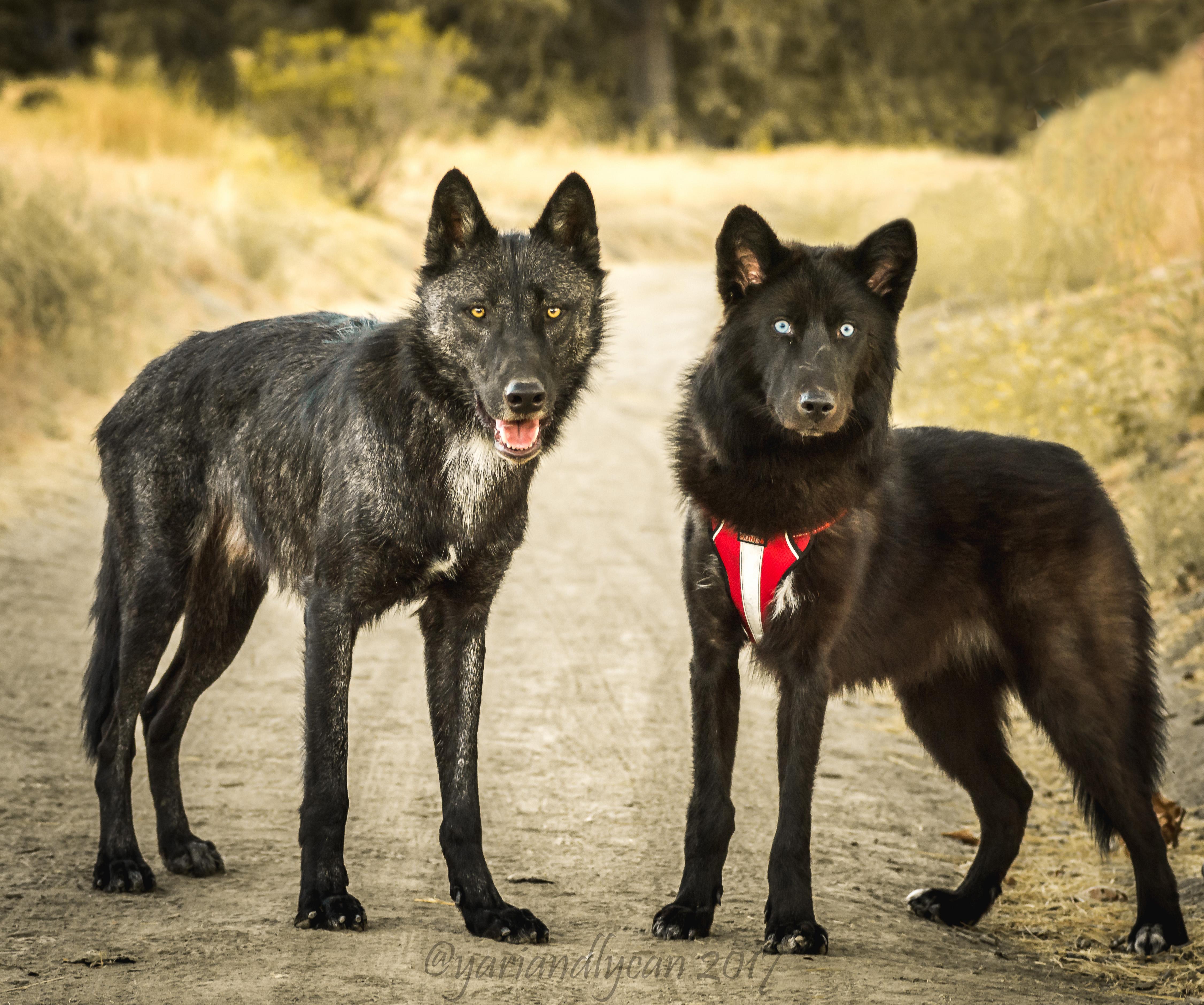 4505x3761 98% Wolf Vs. 40% Wolf