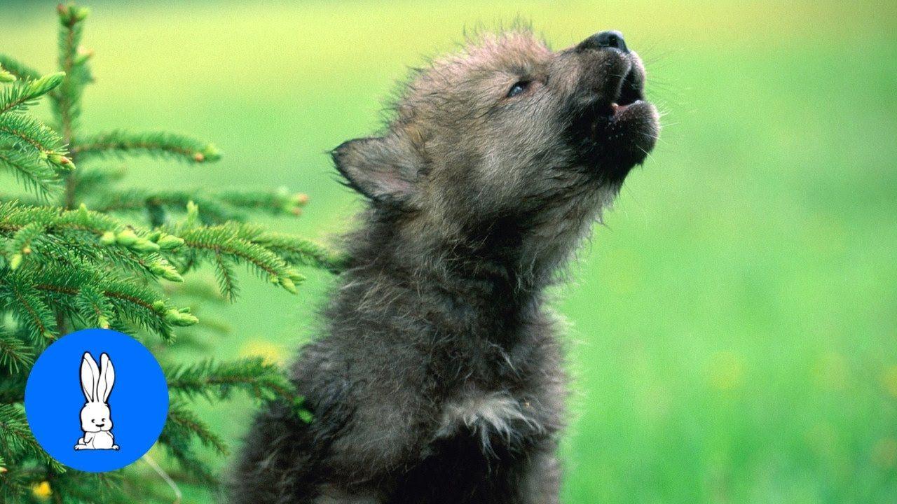 1280x720 Baby Wolf Pups Howling