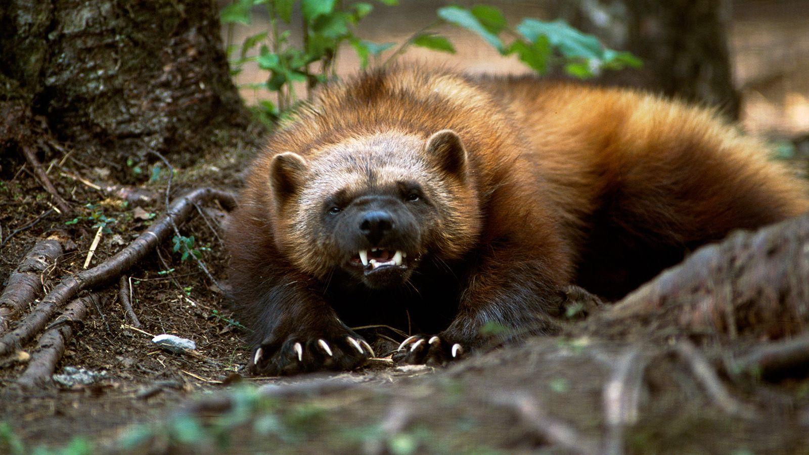 Wolverine Animal HD Wallpapers Top Free Wolverine Animal HD 