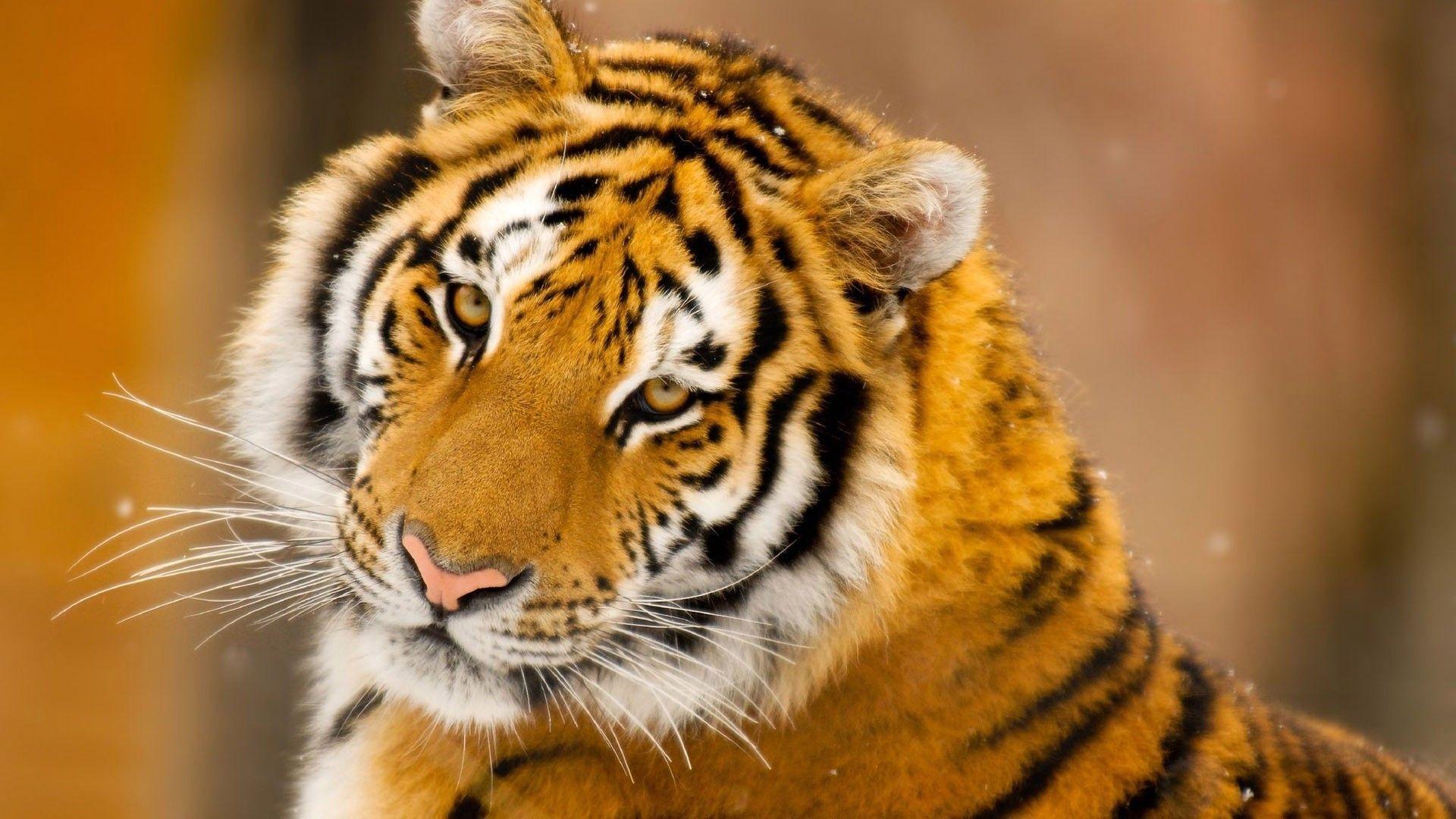 1920x1080 HD Animal Wallpaper, Download Animal Photo, Best Friend, Baby