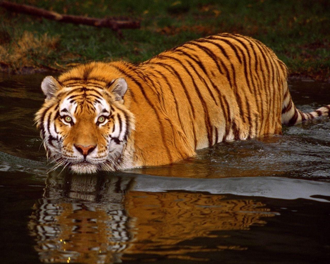 1280x1024 Animal HD Wallpaper Animated Desktop Wallpaper Cool