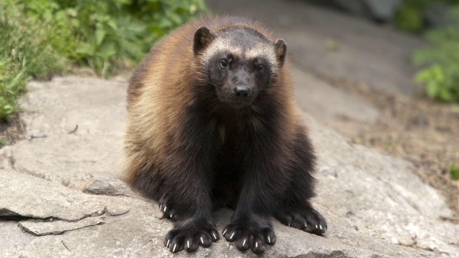 1600x900 Wolverines Are Superhero Survivor Weasels