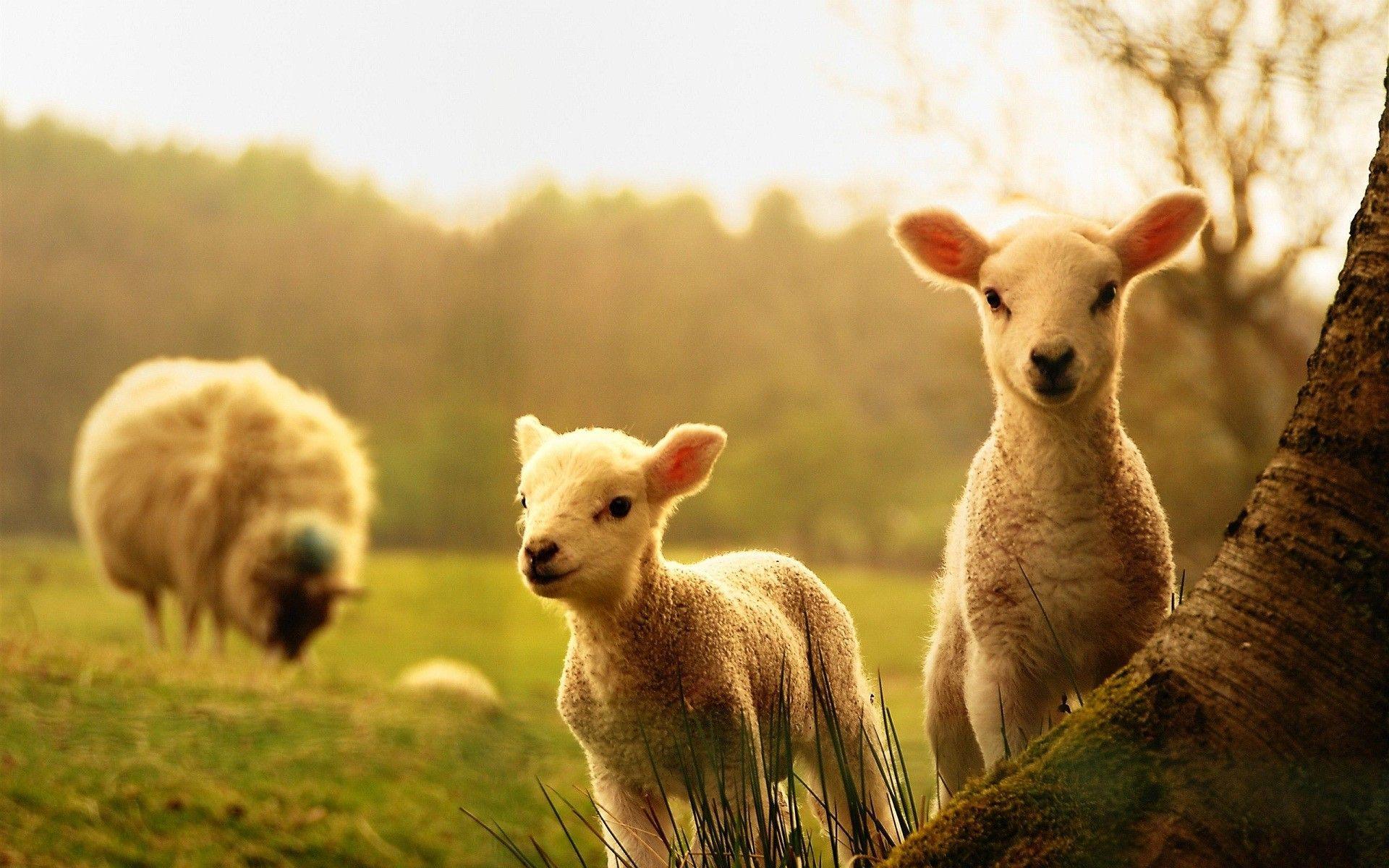 1920x1200 Spring Animal Wallpaper for Desktop