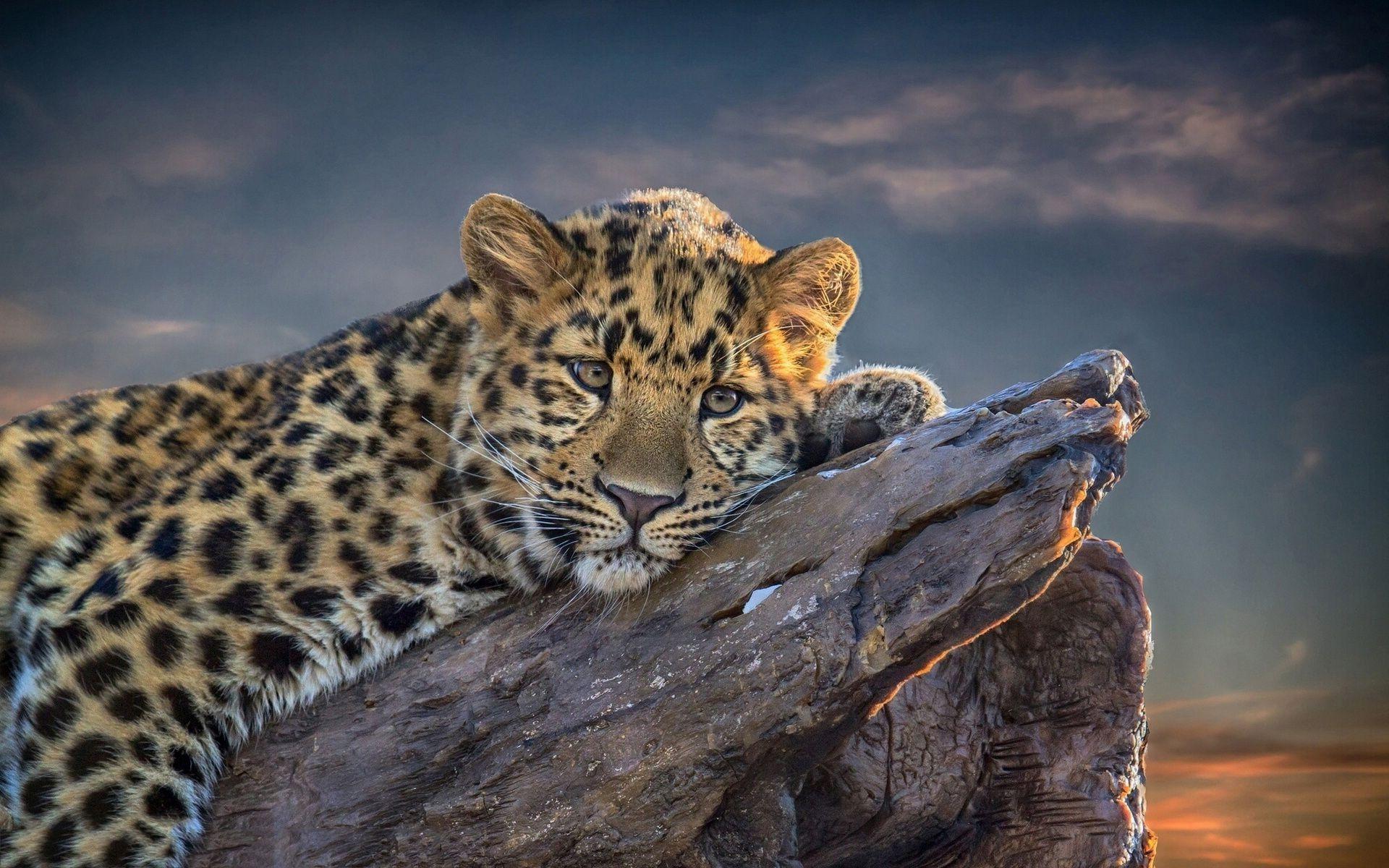 1920x1200 Relaxing Animal wallpaperx1200