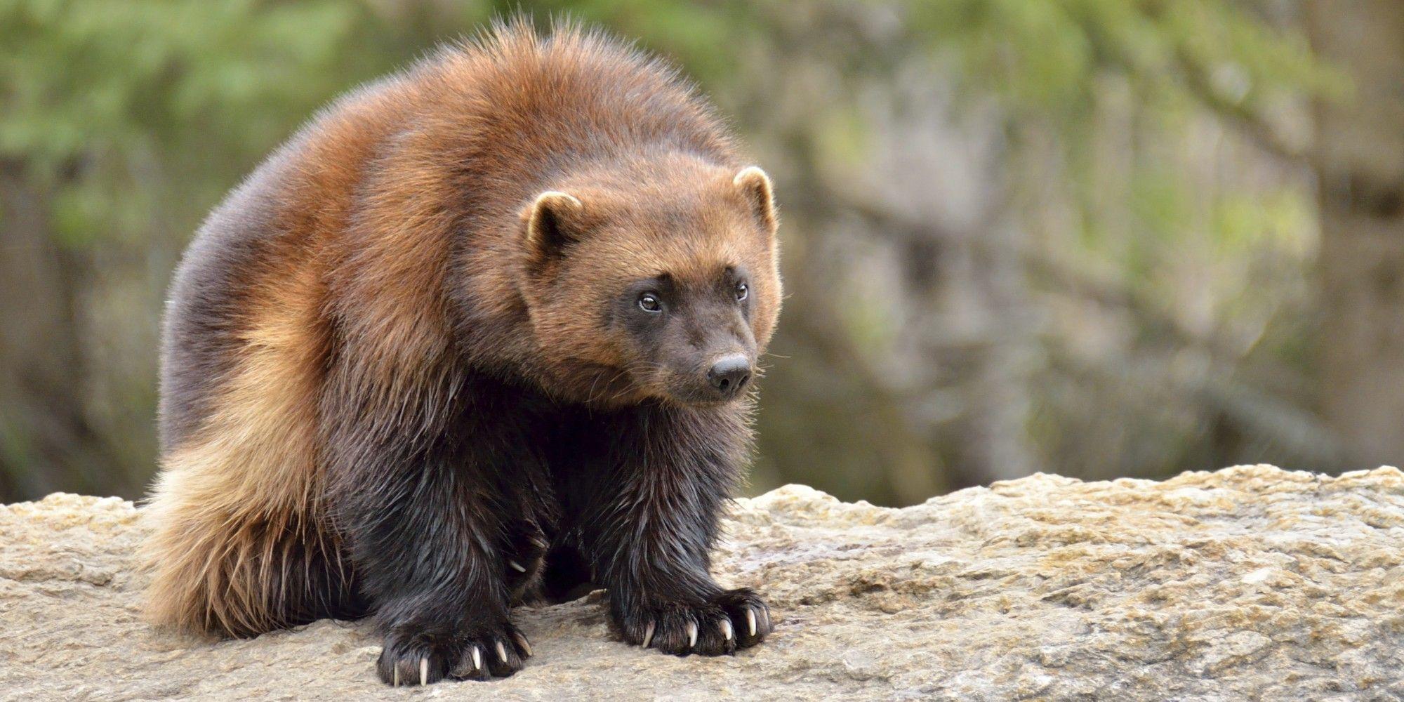 Wolverine Animal HD Wallpapers Top Free Wolverine Animal HD Wolverine Animal HD Wallpapers Top Free Wolverine Animal HD