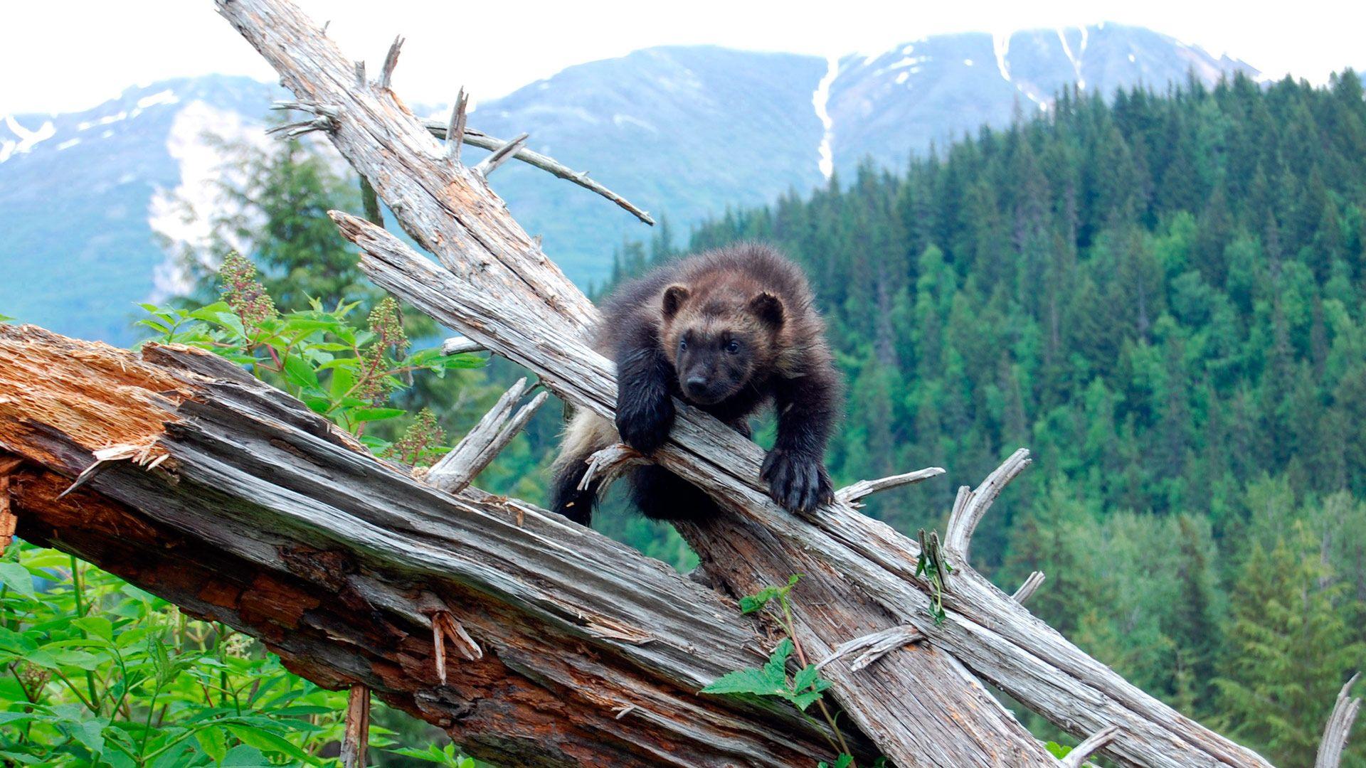 1920x1080 Wolverine: Chasing the Phantom