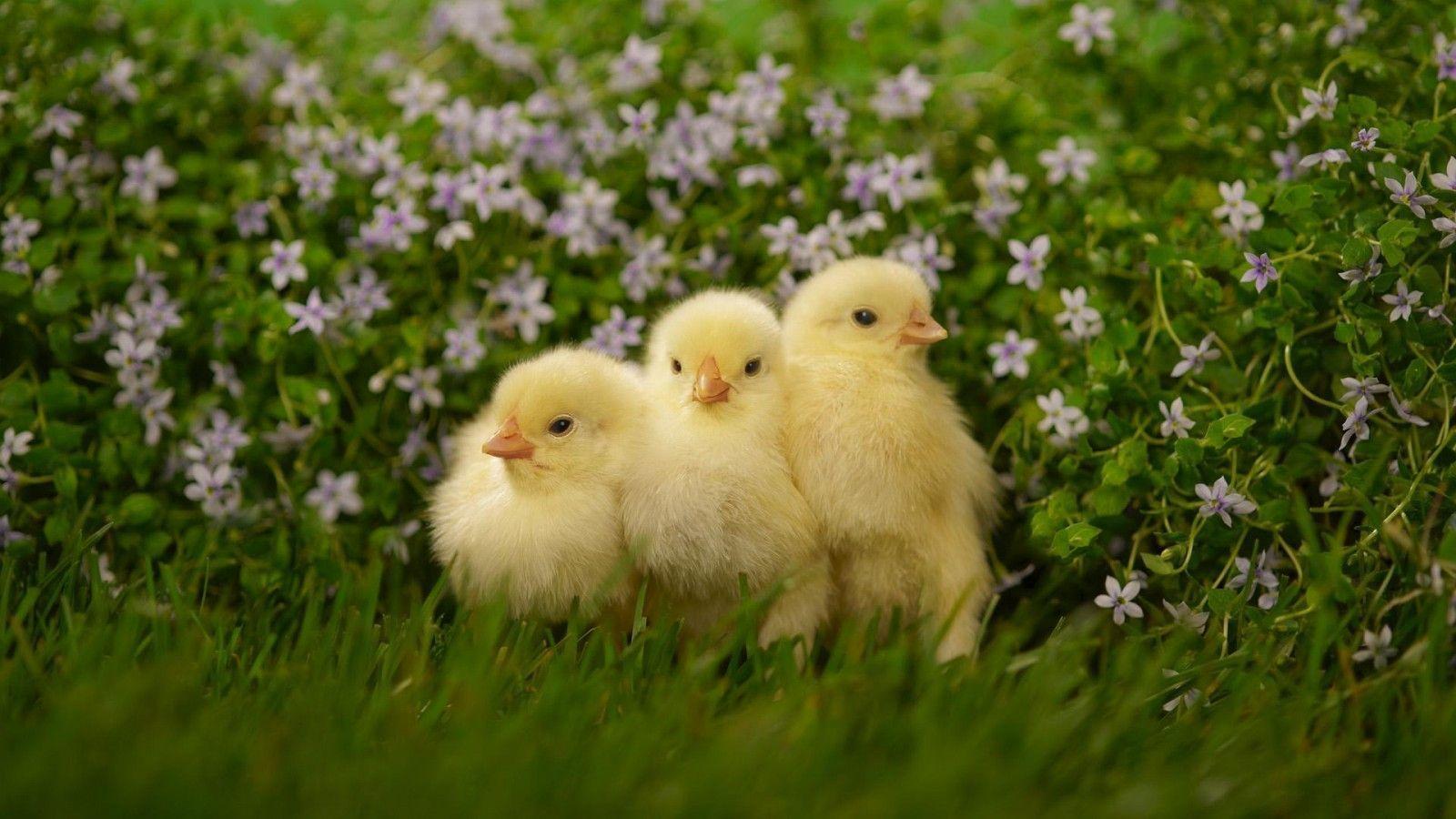 1600x900 Baby Chickens HD Desktop Wallpaper : Widescreen : High Definition