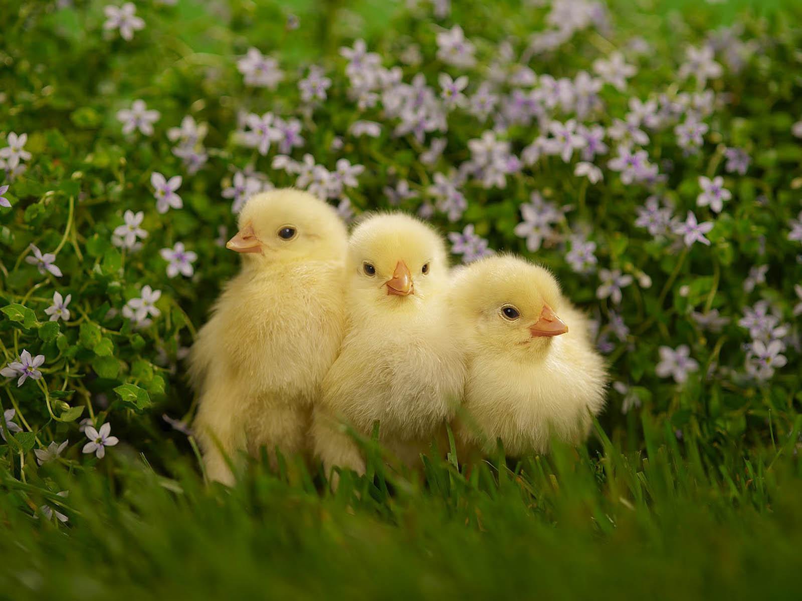 1600x1200 Baby Spring Chicks Wallpaper