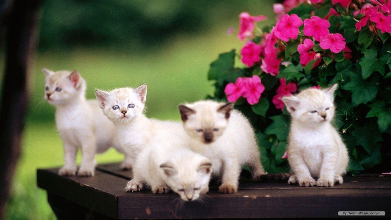1366x768 Free download 48 Spring Baby Animals Desktop Wallpaper