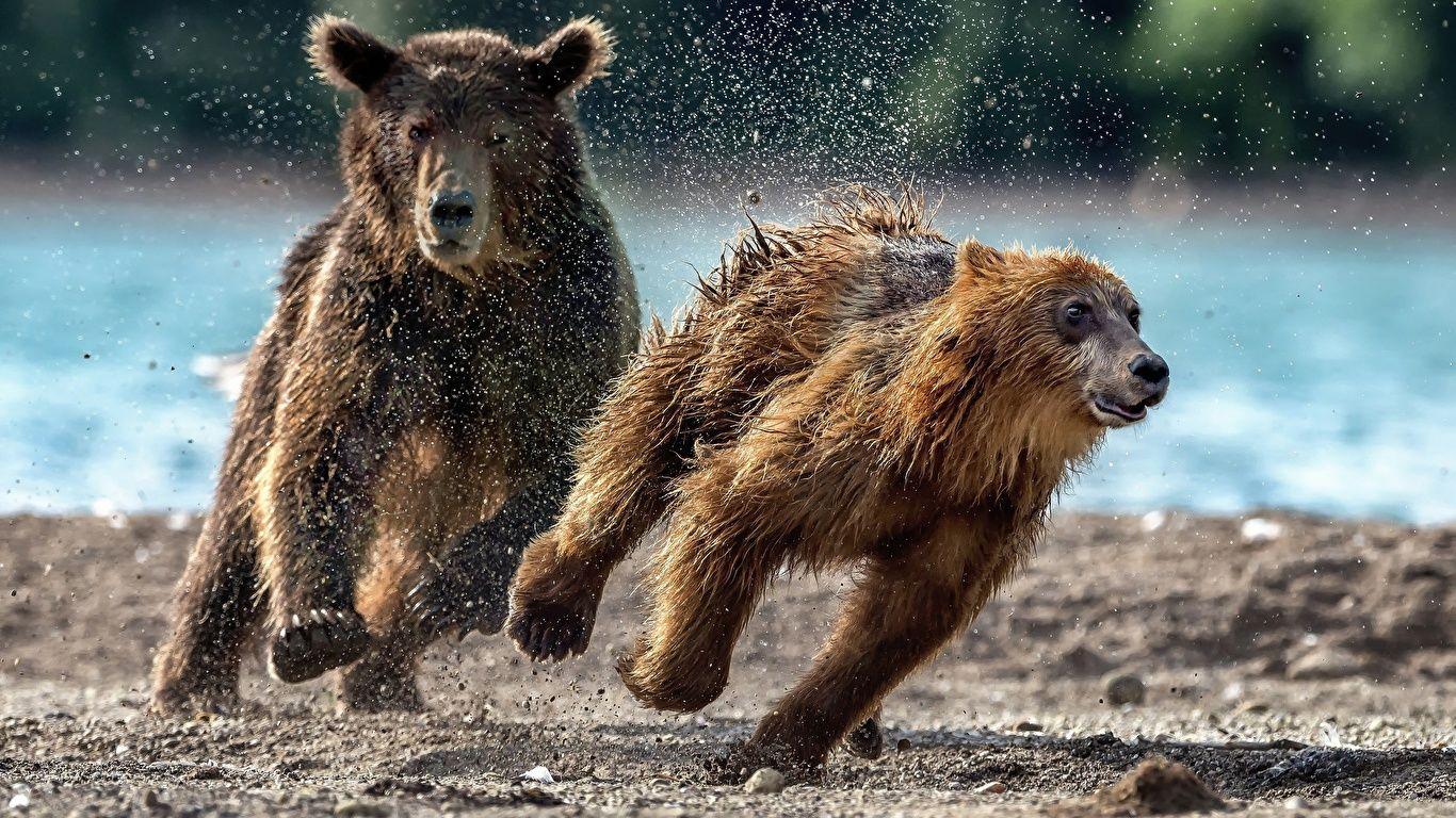 1366x768 image Grizzly Cubs Bears Run Two Water splash Animals 1366x768