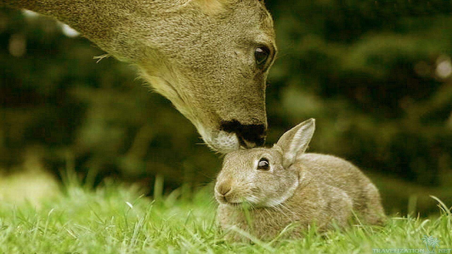 1920x1080 Cute Baby Animals Wallpaper