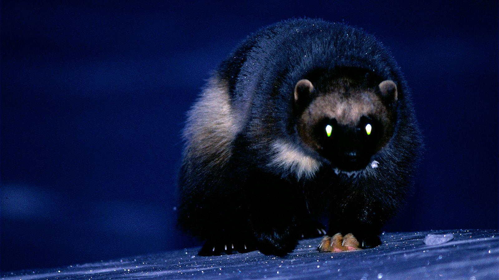 1600x900 image Of A Wolverine Animal 2019