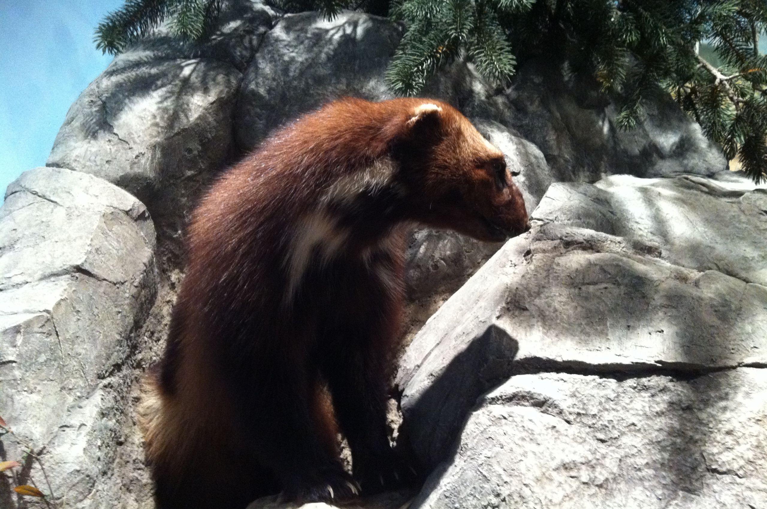 2560x1700 Free download Wolverine Animal Image TheCelebrityPix 2592x1936
