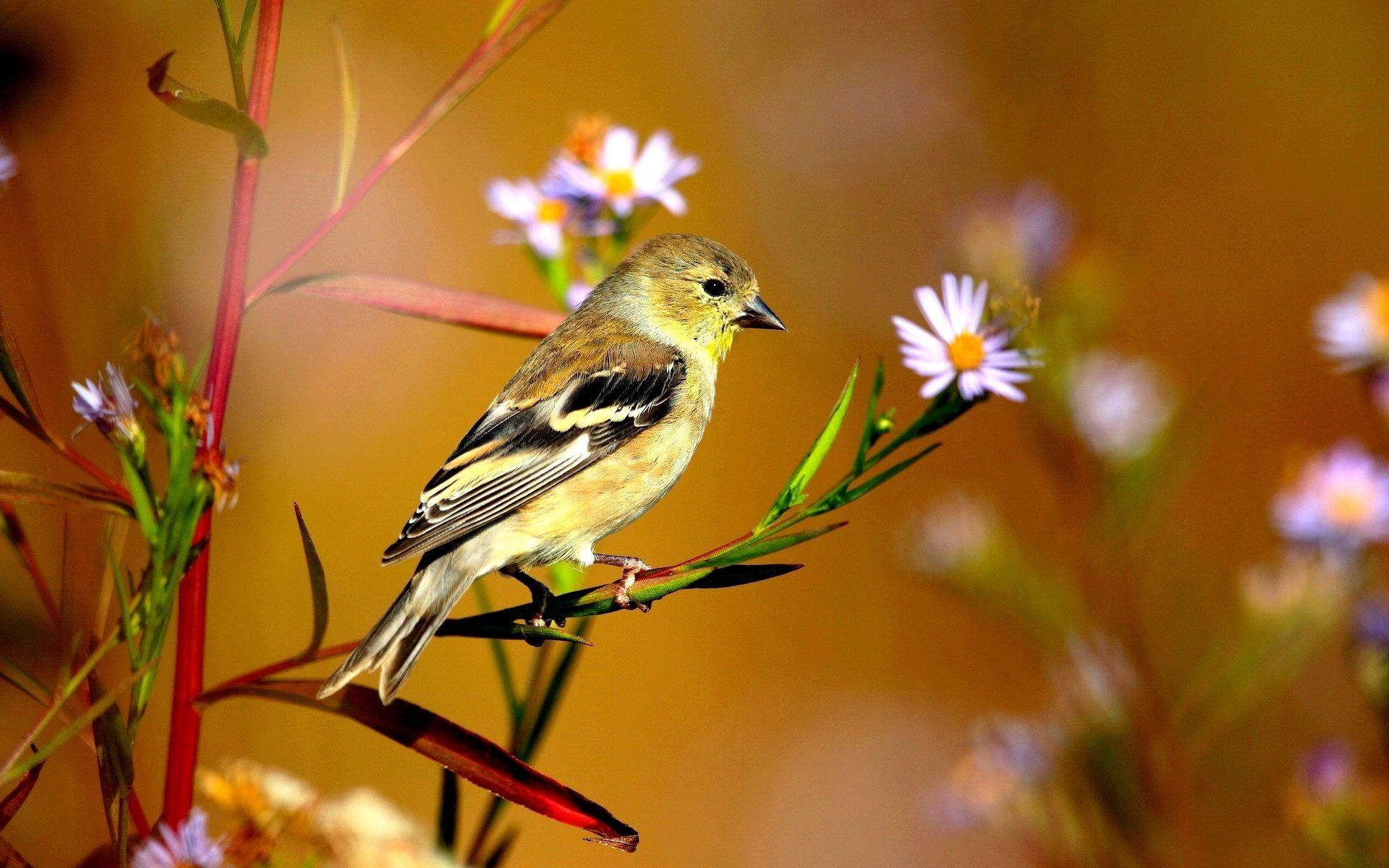 1920x1200 Spring Baby Animals Desktop Wallpaper
