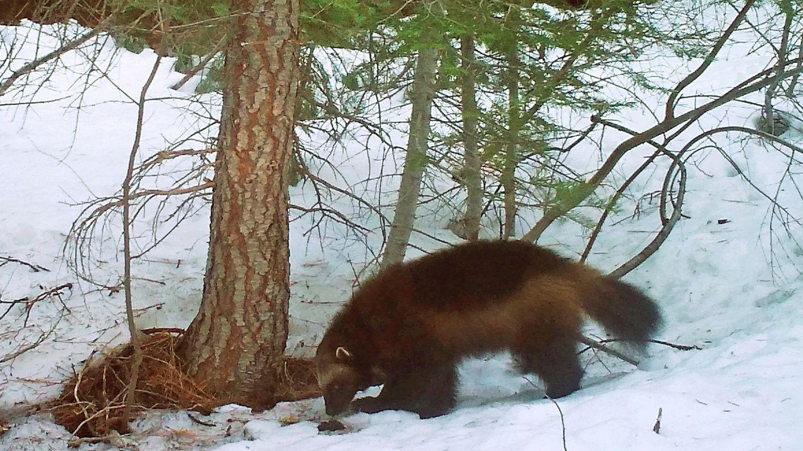 1600x900 Judge asked to force decision on US wolverine protections