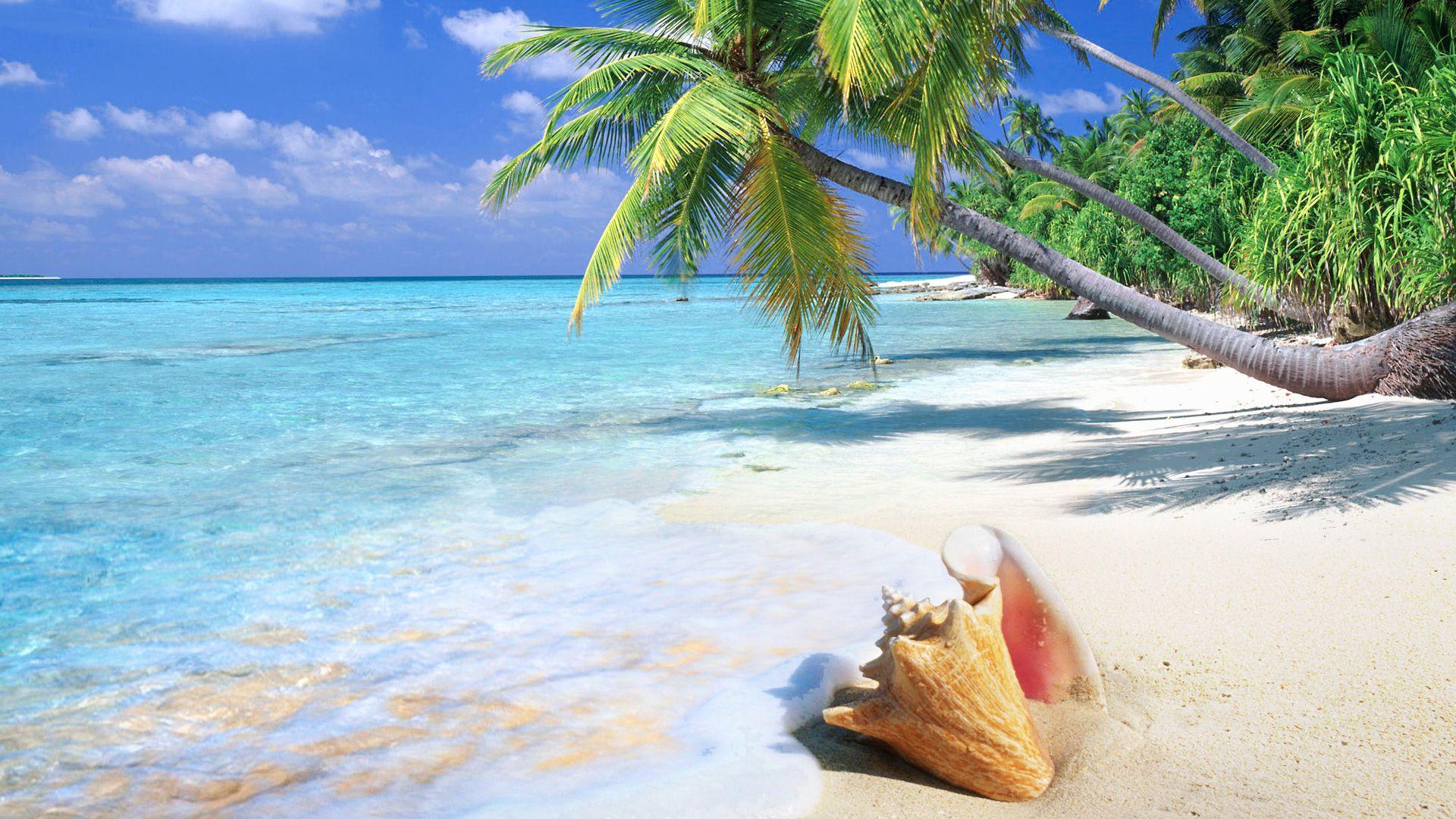 1920x1080 Tải xuống miễn phí Tropical Beach Shell 1920x1080 169 [1920x1080]