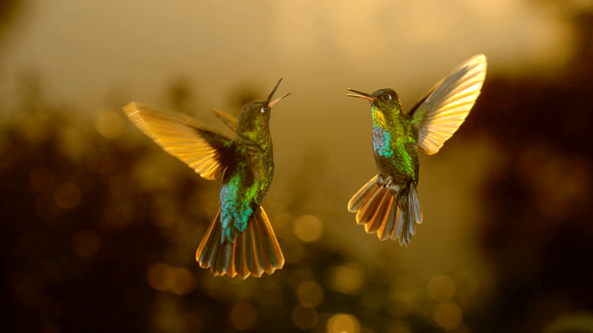 1920x1080 Love Nature And Sky Nature To Defy Gravity With A New Blue Chip, Four Part Series, Airborne, Celebrating Unexpected And Fascinating Stories Of Creatures That Take To The Air In Extraordinary Ways