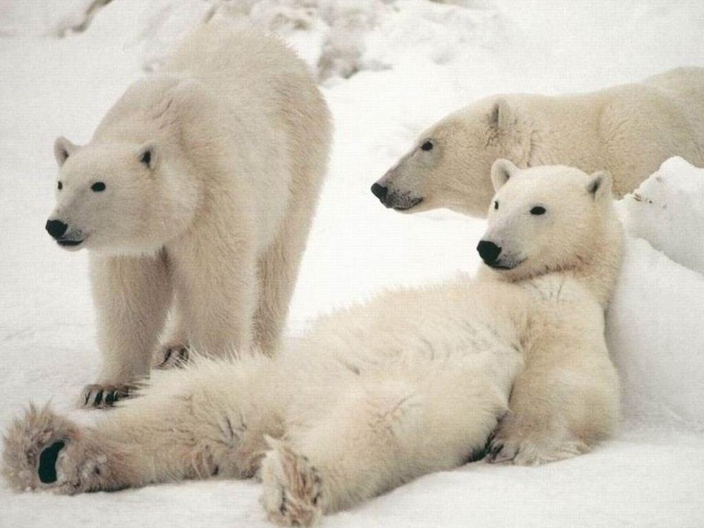 1024x768 Funny Animal: Polar bear wallpaper desktop