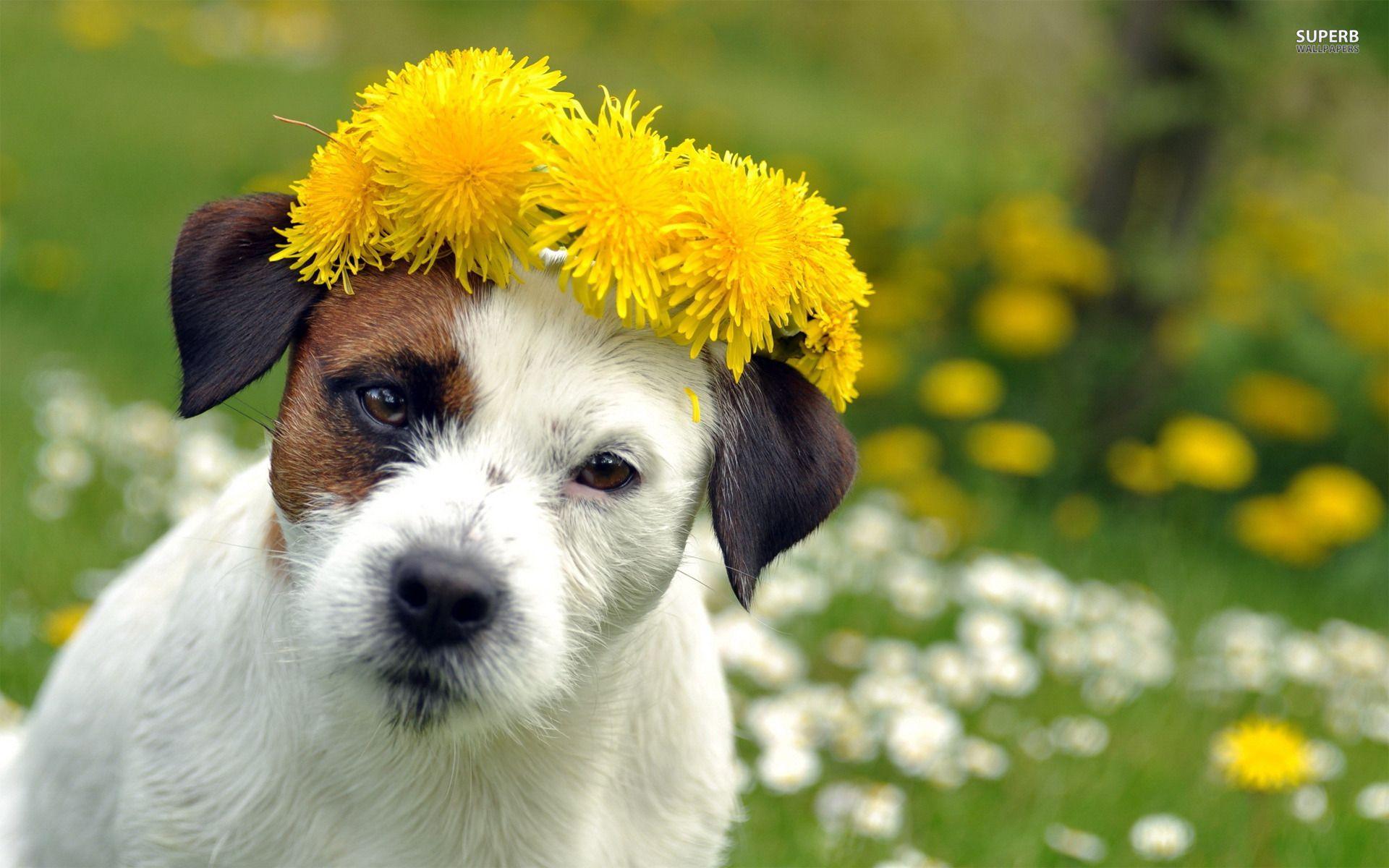 1920x1200 Free download Dog Spring wallpaper 991282 [1920x1200]