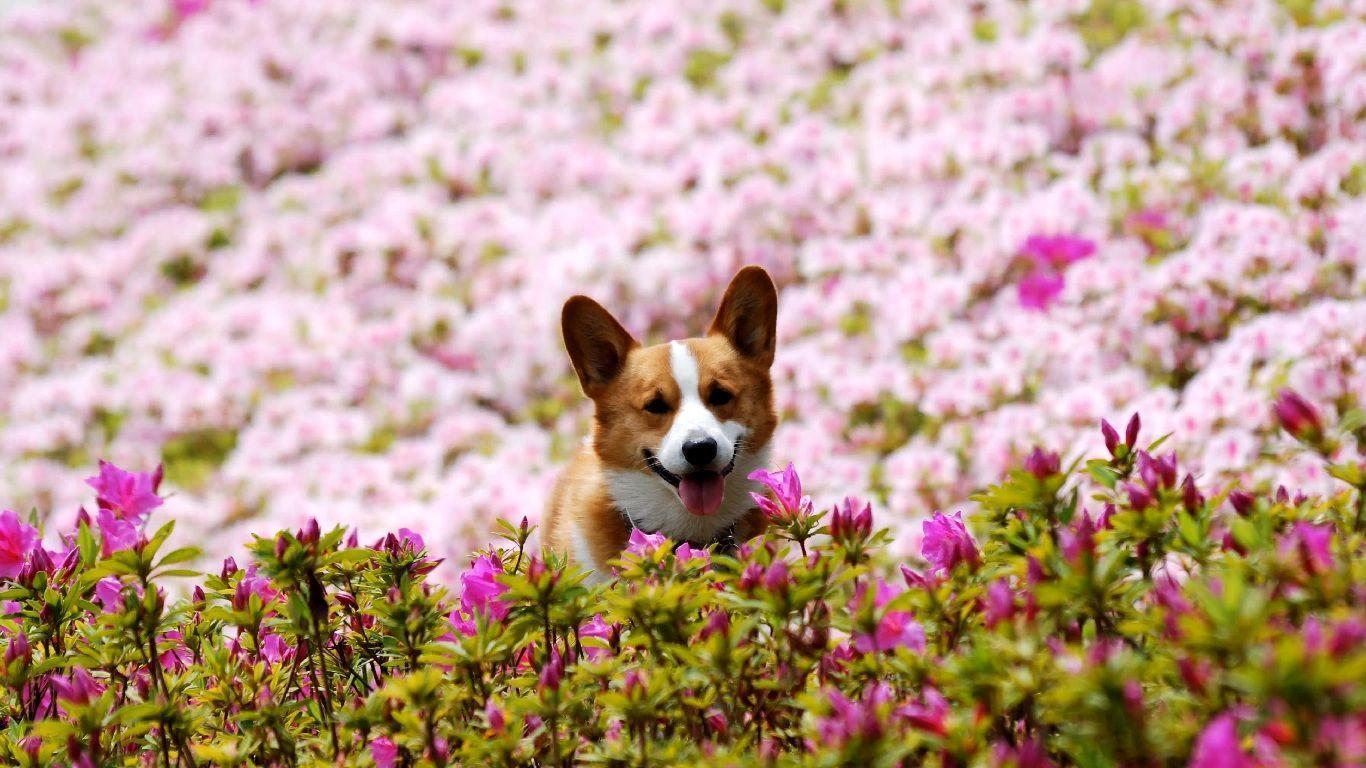 Corgi Desktop Wallpapers - Top Free Corgi Desktop Backgrounds