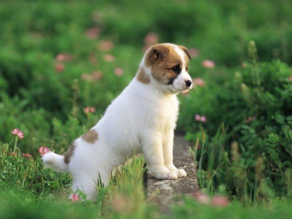 1024x768 Free download Dog Have Go For A Spring Outin WallpaperOther