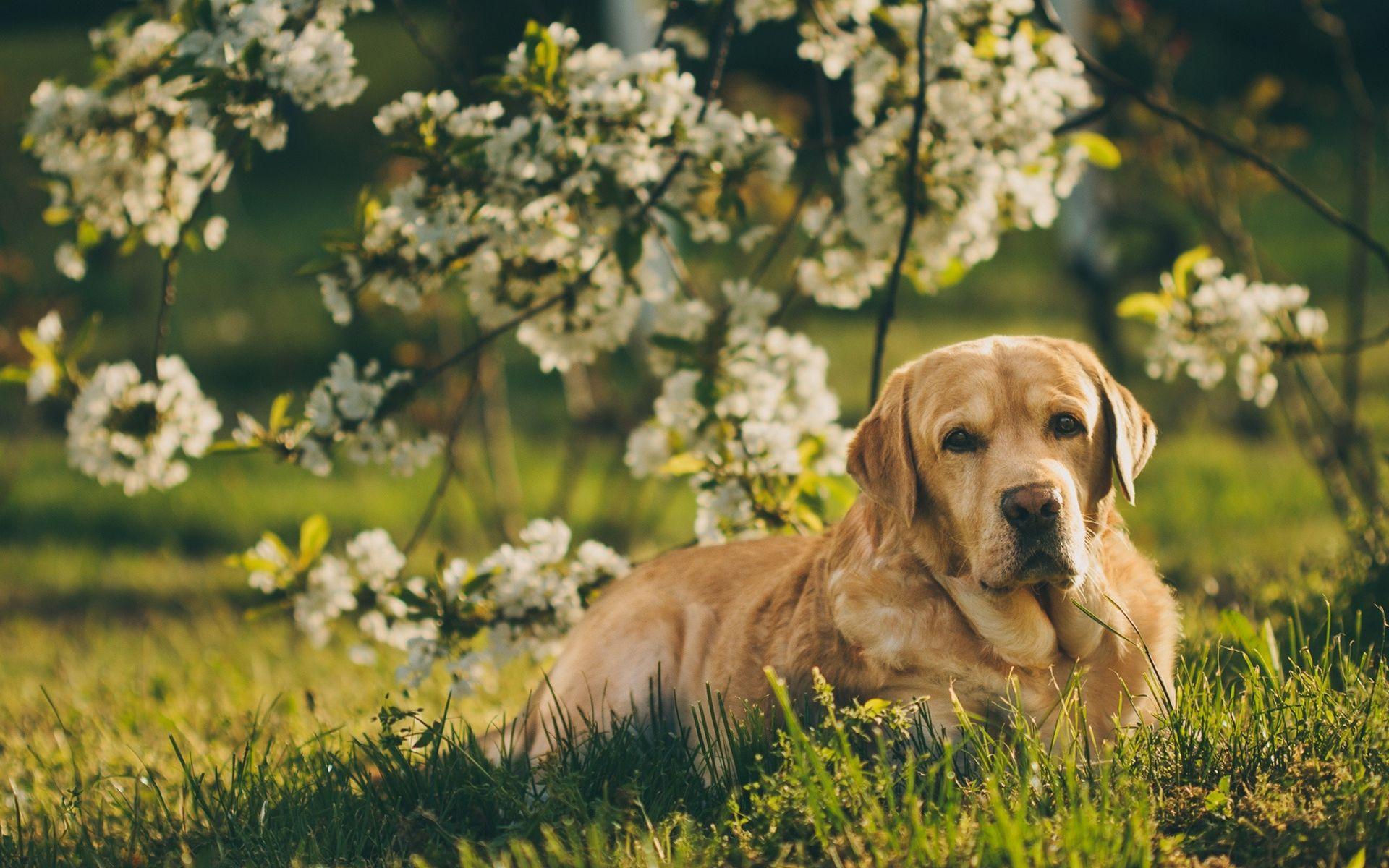 1920x1200 Download wallpaper Golden Retriever Dog, spring, labrador, dogs