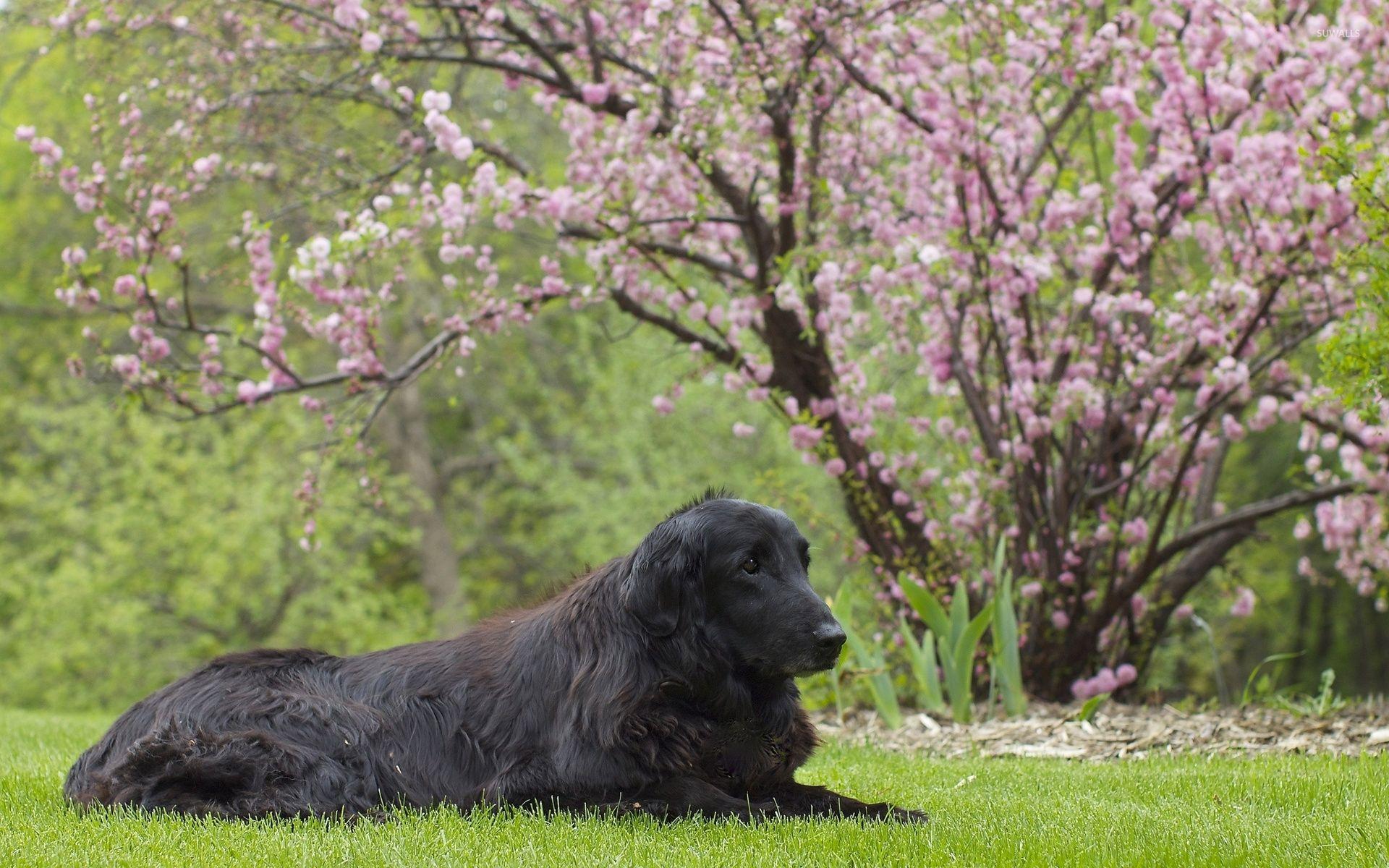 1920x1200 Flat Coated Retriever Resting Near A Blossomed Spring Tree
